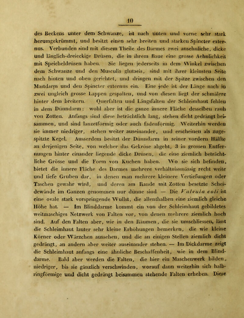 JO des Beckens unter dem Schwänze, ist nach unten und vorne sehr stark herumgekrümmt, und besitzt einen sehr breiten und starken Spincter exter- nus. Verbunden sind mit diesem Theile des Darmes zavei ansehnliche, dicke und länglich-dreieckige Drüsen, die in ihrem Baue eine grosse Aehnlichkeit mit Speicheldrüsen haben. Sie liegen jederseits in dem Winkel zwischen dem Schwänze und den Musculis glutaeis, sind mit ihrer kleinsten Seite nach hinten und oben gerichtet, und dringen mit der Spitze zwischen den Mastdarm und den Spincter externus ein. Eine ■jede ist der Länge nach tu zwei ungleich grosse Lappen gespalten, und von diesen liegt der schmalere hinter dem breitem. Ouerfallen und Längsfalten der Schleimhaut fehlen in dem Dünndarm : wohl aber ist die ganze innere Fläche desselben rauh von Zotten. Anfangs sind diese beträchtlich lang, stehen dicht gedrängt bei- sammen, und sind lanzelförmig oder auch fadenförmig. Weiterhin werden sie immer niedriger, stehen weiter auseinander, und erscheinen als zuge- spitzte Kegel. Ausserdem besitzt der Dünndarm in seiner vordem Hälfte an derjenigen Seite, von welcher das Gekröse abgeht, 3 in grossen Entfer- nungen hinter einander liegende dicke Drüsen, die eine ziemlic.h beträcht- liche Grösse und die Form von Kuchen haben. Wo sie sich befinden, bietet die innere Fläche des Darmes mehrere verhältnissmässig recht weite und liefe Gruben dar, in denen man mehrere kleinere Vertiefungen oder Taschen gewahr wird, und deren am Piande mit Zotten besetzte Schei- dewände im Ganzen genommen nur dünne sind — Die Valeula coli ist eine ovale stark vorspringende Wullst, die allenthalben eine ziemlich gleiche Höhe hat. — Im Blinddärme kommt ein von der Schleimhaut gebildetes weitmaschiges Netzwerk von Falten vor, von denen mehrere ziemlich hoch sind. Auf den Falten aber, wie in den Räumen, die sie umschliessen, lässt die Schleimhaut lauter sehr kleine Erhöhungen bemerken, die wie kleine Körner oder Wärzchen aussehen, und die an einigen Stellen ziemlich dicht gedrängt, an andern aber weiter auseinander stehen. — Im Dickdarme zeigt die Schleimhaut anfangs eine ähnliche Beschaffenheit, wie in dem Blind- därme. Bald aber werden die Falten, die hier ein Maschenwerk bilden,, niedriger, bis sie gänzlich verschwinden, worauf dann weiterhin sieh halb- ringförmige und dicht gedrängt beisammen stehende Falten erheben. Diese