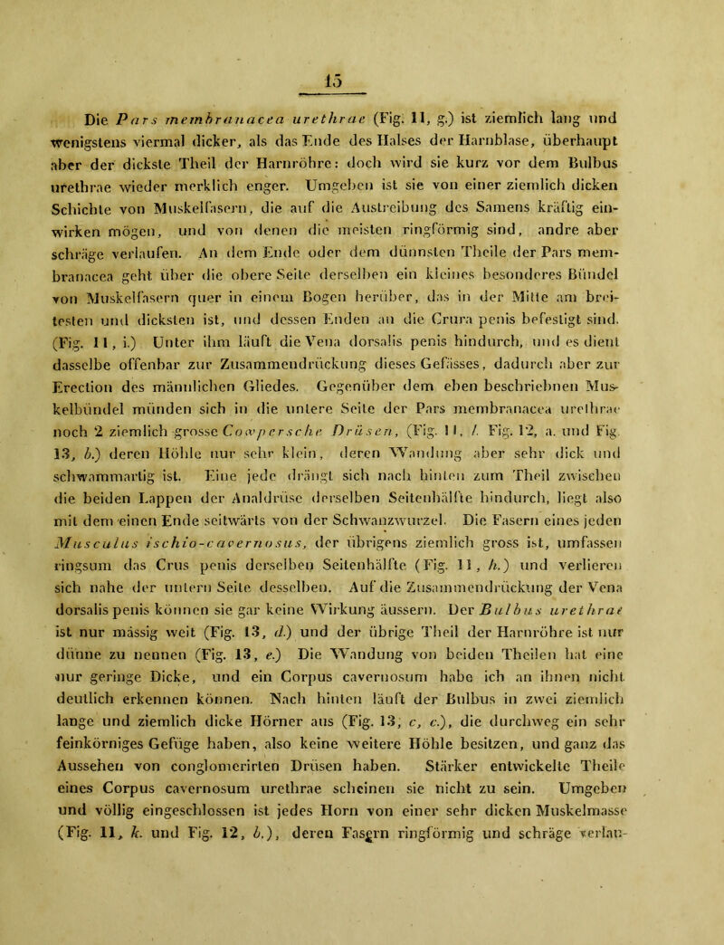 Die Pars membrauacea urethrae (Fig. 11, g.) ist ziemlich lang und wenigstens viermal dicker, als das Ende des Halses der Harnblase, überhaupt aber der dickste Theil der Harnröhre: doch wird sie kurz vor dem Bulbus urethrae wieder merklich enger. Umgeben ist sie von einer ziemlich dicken Schichte von Muskelfasern, die auf die Austreibung des Samens kräftig ein- wirken mögen, und von denen die meisten ringförmig sind, andre aber schräge verlaufen. An dem Ende oder dem dünnsten Theile der Pars mem- branacea geht über die obere Seite derselben ein kleines besonderes Bündel von Muskelfasern quer in einem Bogen herüber, das in der Mitte am brei- testen und dicksten ist, und dessen Enden an die Crura penis befestigt sind. (Fig. 11, i.) Unter ihm läuft die Vena dorsalis penis hindurch, und es dient dasselbe offenbar zur Zusammendrückung dieses Gebisses, dadurch aber zur Erection des männlichen Gliedes. Gegenüber dem eben beschriebnen Mus- kelbündel münden sich in die untere Seite der Pars membrauacea urelbrae noch 2 ziemlich -grosse Co wp er sc he. Drüsen, (Fig. 11, /. Fig. 12, a. und Fig. 13, b.) deren Höhle nur sehr klein, deren Wandung aber sehr dick und schwammartig ist. Eine jede drängt sich nach hinten zum Theil zwischen die beiden Lappen der Analdrüse derselben Seitenhälfte hindurch, liegt also mit dem einen Ende seitwärts von der Schwanzwurzel. Die Fasern eines jeden Musculus ischio-c avernosus, der übrigens ziemlich gross ist, umfassen ringsum das Crus penis derselben Seitenhälfte (Fig. 11, h.) und verlieren sich nahe der untern Seite desselben. Auf die Zusammendrückung der Vena dorsalis penis können sie gar keine Wirkung äussern. Der Bulbus urethrae ist nur massig weit (Fig. 13, d) und der übrige Theil der Harnröhre ist nur dünne zu nennen (Fig. 13, e.) Die Wandung von beiden Thcilen hat eine nur geringe Dicke, und ein Corpus cavernosum habe ich an ihnen nicht deutlich erkennen können. Nach hinten läuft der Bulbus in zwei ziemlich lange und ziemlich dicke Hörner aus (Fig. 13, c, c.), die durchweg ein schi- feinkörniges Gefüge haben, also keine weitere Höhle besitzen, und ganz das Aussehen von conglomerirten Drüsen haben. Stärker entwickelte Theile eines Corpus cavernosum urethrae scheinen sie nicht zu sein. Umgeben und völlig eingeschlossen ist jedes Horn von einer sehr dicken Muskelmasse (Fig. 11, k. und Fig. 12, b.), deren Fasern ringförmig und schräge verläu-