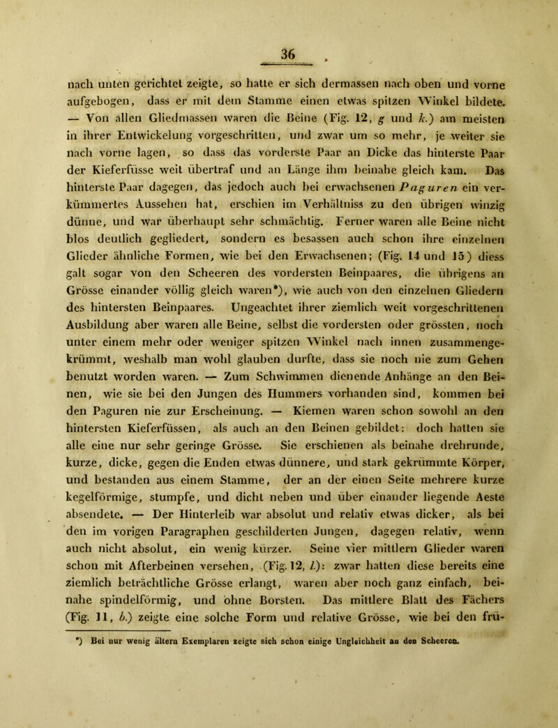 nach unten gerichtet zeigte, so hatte er sich dermassen nach oben und vorne aufgebogen, dass er mit dem Stamme einen etwas spitzen Winkel bildete. — Von allen Gliedmassen waren die Beine (Fig. 12, g und k.) am meisten in ihrer Entwickelung vorgeschritten, und zwar um so mehr, je weiter sie nach vorne lagen, so dass das vorderste Paar an Dicke das hinterste Paar der Kieferfüsse weit übertraf und an Länge ihm beinahe gleich kam. Das hinterste Paar dagegen, das jedoch auch hei erwachsenen Pag uren ein ver- kümmertes Aussehen hat, erschien im Verhältniss zu den übrigen winzig dünne, und war überhaupt sehr schmächtig. Ferner waren alle Beine nicht blos deutlich gegliedert, sondern es besassen auch schon ihre einzelnen Glieder ähnliche Formen, wie bei den Erwachsenen; (Fig. 14 und J5) diess galt sogar von den Scheeren des vordersten Beinpaares, die übrigens an Grösse einander völlig gleich waren*), wie auch von den einzelnen Gliedern des hintersten Beinpaares. Ungeachtet ihrer ziemlich weit vorgeschrittenen Ausbildung aber waren alle Beine, selbst die vordersten oder grössten, noch unter einem mehr oder weniger spitzen WTinkel nach innen zusammenge- krümmt, weshalb man wohl glauben durfte, dass sie noch nie zum Gehen benutzt worden waren. — Zum Schwimmen dienende Anhänge an den Bei- nen, wie sie bei den Jungen des Hummers vorhanden sind, kommen bei den Paguren nie zur Erscheinung. — Kiemen waren schon sowohl an den hintersten Kieferfüssen, als auch an den Beinen gebildet: doch hatten sie alle eine nur sehr geringe Grösse. Sie erschienen als beinahe drehrunde, kurze, dicke, gegen die Enden etwas dünnere, und stark gekrümmte Körper, und bestanden aus einem Stamme, der an der einen Seite mehrere kurze kegelförmige, stumpfe, und dicht neben und über einander liegende Aeste absendete. — Der Hinterleib war absolut und relativ etwas dicker, als bei den im vorigen Paragraphen geschilderten Jungen, dagegen relativ, wenn auch nicht absolut, ein wenig kürzer. Seine vier mittlern Glieder waren schon mit Afterbeinen versehen, (Fig. 12, /.): zwar hatten diese bereits eine ziemlich beträchtliche Grösse erlangt, waren aber noch ganz einfach, bei- nahe spindelförmig, und ohne Borsten. Das mittlere Blatt des Fächers (Fig. 11, b.) zeigte eine solche Form und relative Grösse, wie bei den frü- *) Bei nur wenig altern Exemplaren zeigte sich schon einige Ungleichheit an den Scheerco.