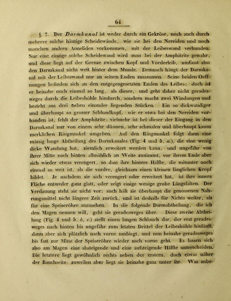 §. 7. Der Darmkanal ist weder durch ein Gekröse, noch auch durch mehrere solche häutige Scheidewände, wie sie bei den Nereiden und noch manchen andern Anneliden Vorkommen, mit der Leibeswand verbunden. INur eine einzige solche Scheidewand wird man bei der Amphitrite gewahr, und diese liegt auf der Grenze zwischen Kopf und Vorderleib, umfasst also den Darmkanal nicht weit hinter dem Munde. Demnach hängt der Darmka- nal mit der Lcibeswand nur an seinen Enden zusammen. Seine beiden Oeff- nungen befinden sich an den entgegengesetzten Enden des Leibes; doch ist er beinahe noch einmal so lang, als dieser, und geht daher nicht gerades- weges durch die Leibeshöhle hindurch, sondern macht zwei Windungen und besteht aus drei neben einander liegenden Stücken. Ein so dickwandiger und überhaupt so grosser Schlundkopf, wie er etwa bei den Nereiden vor- handen ist, fehlt der Amphitrite: vielmehr ist bei dieser der Eingang in den Darmkanal nur von einem sehr dünnen, sehr schmalen und überhaupt kaum merklichen Ringmuskel umgeben. Auf den Ringmuskel folgt dann eine massig lange Abtheilung des Darmkanales (Fig. 4 und 5. a.), die eine wenig dicke Wandung hat, ziemlich erweitert werden kann, und ungefähr von ihrer Mitte nach hinten allmählich an Weite zunimmt, vor ihrem Ende aber sich wieder etwas verengert, so dass ihre hintere Hälfte, die mitunter noch einmal so weit ist, als die vordre, gleichsam einen kleinen länglichen Kropf bildet. Je nachdem sie sich verengert oder erweitert hat, ist ihre innere Fläche entweder ganz glatt, oder zeigt einige wenige grobe Längsfalten. Der Verdauung steht sie nicht vor; auch hält sie überhaupt die genossenen Nah- rungsmittel nicht längere Zeit zurück, und ist deshalb für Nichts weiter, als für eine Speiseröhre anzusehen. In die folgende Darmabtheilung, die ich den Magen nennen will, geht sie geradesweges über. Diese zweite Ablhei- lung (Fig. 4 und 5, b, c.) stellt einen langen Schlauch dar, der erst gerades- weges nach hinten bis ungefähr zum letzten Driltel der Leibeshöhle hinläuft, dann aber sich plötzlich nach vorne umbiegt, und nun beinahe geradesweges bis fast zur Mitte der Speiseröhre wieder nach vorne geht. Es lassen sich also am Magen eine absteigende und eine aufsteigende Hälfte unterscheiden. Die letztere liegt gewöhnlich rechts neben der erstem, doch etwas näher der Bauchseite: zuweilen aber liegt sie beinahe ganz unter ihr. Was anbe-