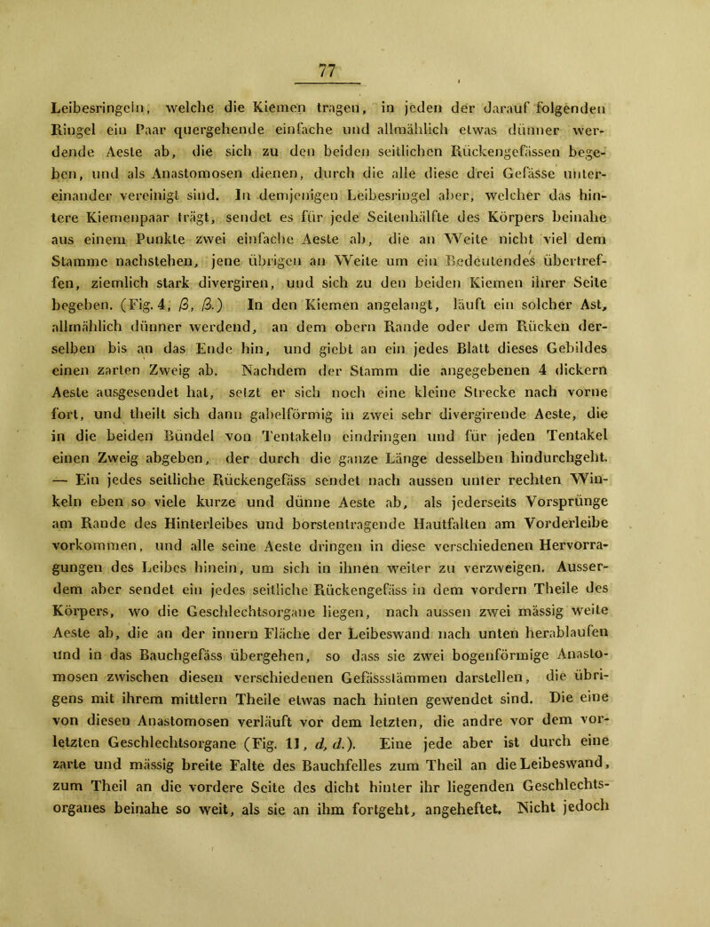 Leibesringein, welche die Kiemen tragen, in jeden der darauf folgenden Ringel ein Paar quergehende einfache und allmählich etwas dünner wer- dende Aeste ab, die sich zu den beiden seitlichen Rückengefässen bege- ben, und als Anastomosen dienen, durch die alle diese drei Gefässe unter- einander vereinigt sind. In demjenigen Leibesringel aber, welcher das hin- tere Kiemenpaar trägt, sendet es für jede Seitenhälfte des Körpers beinahe aus einem Punkte zwei einfache Aeste ah, die an Weite nicht viel dem Stamme nachstehen, jene übrigen an Weite um ein Bedeutendes übertref- fen, ziemlich stark divergiren, und sich zu den beiden Kiemen ihrer Seite begeben. (Fig. 4, /3, /3.) In den Kiemen angelangt, läuft ein solcher Ast, allmählich dünner werdend, an dem obern Piande oder dem Rücken der- selben bis an das Ende hin, und giebt an ein jedes Blatt dieses Gebildes einen zarten Zweig ab. Nachdem der Stamm die angegebenen 4 dickem Aeste ausgesendet hat, setzt er sich noch eine kleine Strecke nach vorne fort, und theilt sich dann gabelförmig in zwei sehr divergirende Aeste, die in die beiden Bündel von Tentakeln cindringen und für jeden Tentakel einen Zweig abgeben, der durch die ganze Länge desselben hindurchgeht. — Ein jedes seitliche Rückengefäss sendet nach aussen unter rechten Win- keln eben so viele kurze und dünne Aeste ab, als jederseits Vorsprünge am Rande des Hinterleibes und borstenlragende Hautfalten am Vorderleibe Vorkommen, und alle seine Aeste dringen in diese verschiedenen Hervorra- gungen des Leibes hinein, um sich in ihnen weiter zu verzweigen. Ausser- dem aber sendet ein jedes seitliche Rückengefäss in dem vordem Theile des Körpers, wo die Geschlechtsorgane liegen, nach aussen zwei mässig weite Aeste ab, die an der innern Fläche der Leibeswand nach unten herablaufeil Und in das Bauchgefäss übergehen, so dass sie zwei bogenförmige Anasto- mosen zwischen diesen verschiedenen Gefässstämmen darstellen, die übri- gens mit ihrem mittlern Theile etwas nach hinten gewendet sind. Die eine von diesen Anastomosen verläuft vor dem letzten, die andre vor dem vor- letzten Geschlechtsorgane (Fig. 11, d, d.). Eine jede aber ist durch eine zarte und mässig breite Falte des Bauchfelles zum Theil an die Leibeswand, zum Theil an die vordere Seite des dicht hinter ihr liegenden Geschlechts- organes beinahe so weit, als sie an ihm fortgeht, angeheftet. Nicht jedoch
