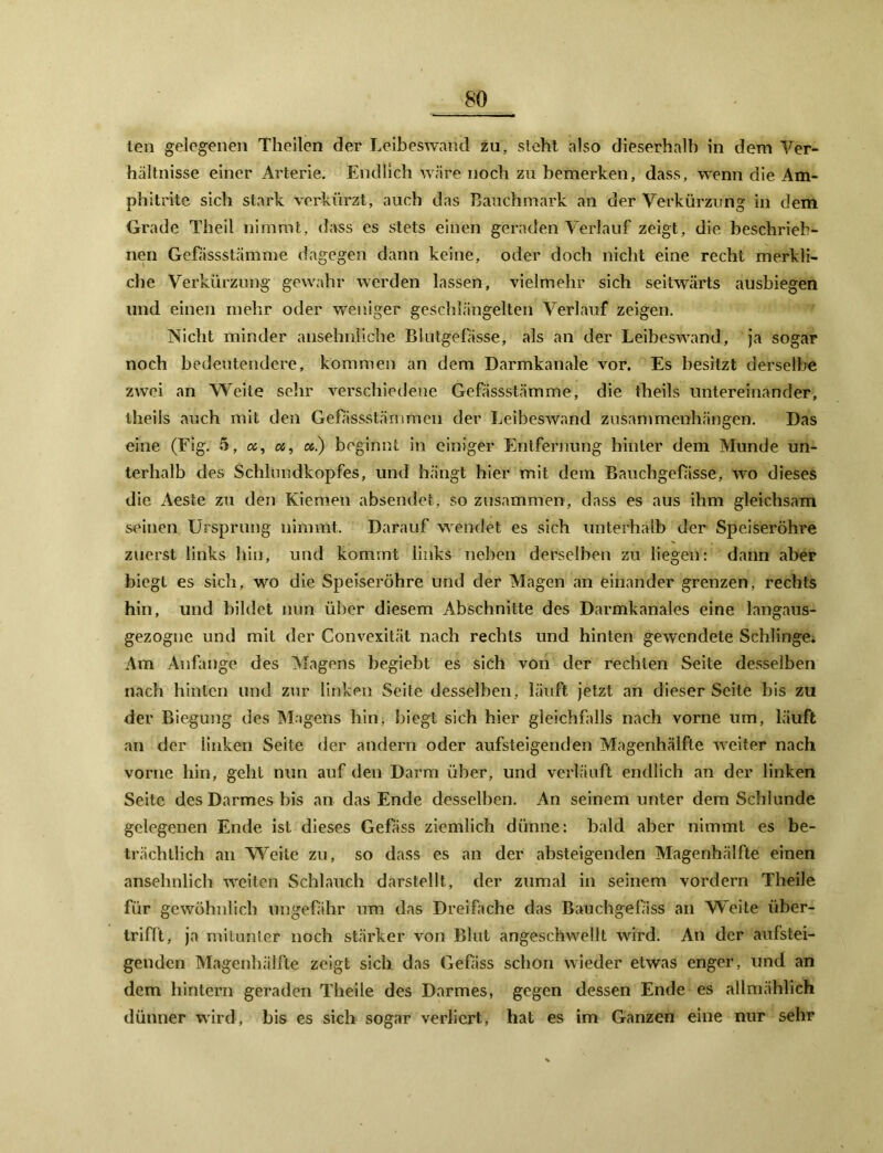 teil gelegenen Theilen der Leibeswand zu, steht also dieserhalb in dem Ver- hältnisse einer Arterie. Endlich wäre noch zu bemerken, dass, wenn die Am- phi trite sich stark verkürzt, auch das Bauchmark an der Verkürzung in dem Grade Theil nimmt, dass es stets einen geraden Verlauf zeigt, die beschrieh- nen Gefässstämme dagegen dann keine, oder doch nicht eine recht merkli- che Verkürzung gewahr werden lassen, vielmehr sich seitwärts ausbiegen und einen mehr oder weniger geschlängelten Verlauf zeigen. Nicht minder ansehnliche Blutgefässe, als an der Leibeswand, ja sogar noch bedeutendere, kommen an dem Darmkanale vor. Es besitzt derselbe zwei an Weite sehr verschiedene Gefässstämme, die theils untereinander, iheiis auch mit den Gefässstämmen der Leibeswand Zusammenhängen. Das eine (Fig. 5, a, «, «.) beginnt in einiger Entfernung hinter dem Munde un- terhalb des Schlundkopfes, und hängt hier mit dem Bauchgefässe, wo dieses die Aeste zu den Kiemen absendet, so zusammen, dass es aus ihm gleichsam seinen Ursprung nimmt. Darauf wendet es sich unterhalb der Speiseröhre zuerst links hin, und kommt links neben derselben zu liegen: dann aber biegt es sich, wo die Speiseröhre und der Magen an einander grenzen, rechts hin, und bildet nun über diesem Abschnitte des Darmkanales eine langaus- gezogne und mit der Convexität nach rechts und hinten gewendete Schlinge. Am Anfänge des Magens begiebt es sich von der rechten Seite desselben nach hinten und zur linken Seite desselben, läuft jetzt an dieser Seite bis zu der Biegung des Magens hin, biegt sich hier gleichfalls nach vorne um, läuft an der linken Seite der andern oder aufsteigenden Magenhälfte weiter nach vorne hin, geht nun auf den Darm über, und verläuft endlich an der linken Seite des Darmes bis an das Ende desselben. An seinem unter dem Schlunde gelegenen Ende ist dieses Gefäss ziemlich dünne: bald aber nimmt es be- trächtlich an Weite zu, so dass es an der absteigenden Magenhälfte einen ansehnlich weiten Schlauch darstellt, der zumal in seinem vordem Theile für gewöhnlich ungefähr um das Dreifache das Bauchgefiss an Weite über- trifft, ja mitunter noch stärker von Blut angeschwellt wird. An der aufstei- genden Magenhälfte zeigt sich das Gefäss schon wieder etwas enger, und an dem hintern geraden Theile des Darmes, gegen dessen Ende es allmählich dünner wird, bis es sich sogar verliert, hat es im Ganzen eine nur sehr