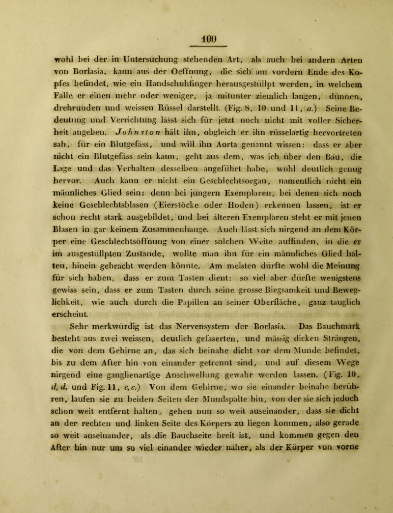 wohl bei der in Untersuchung stehenden Art, als auch bei andern Arten von Borlasia, kann aus der Oeffnung, die sich am vordem Ende des Ko- pfes befindet, wie ein Handschuhfinger herausgestüllpt werden, in welchem Falle er einen mehr oder weniger, ja mitunter ziemlich langen, dünnen, drehrunden und weissen Rüssel darstellt. (Fig. 8, 10 und 11, a.) Seine Be- deutung und Verrichtung lässt sich für jetzt noch nicht mit voller Sicher- heit angeben. Jolinston hält ihn, obgleich er ihn rüsselartig hervortreten sah, für ein Blutgefäss, und will ihn Aorta genannt wissen: dass er aber nicht ein Blutgefäss sein kann, geht aus dem, was ich über den Bau, die Lage und das Verhalten desselben angeführt habe, wohl deutlich genug hervor. Auch kann er nicht ein Geschlechtsorgan, namentlich nicht ein männliches Glied sein: denn bei jüngern Exemplaren, bei denen sich noch keine Gcschlechtsblasen (Eierstöcke oder Hoden) erkennen lassen, ist er schon recht stark ausgebildet, und bei älteren Exemplaren steht er mit jenen Blasen in gar keinem Zusammenhänge. Auch lässt sich nirgend an dem Kör- per eine Geschlechtsöffnung von einer solchen Weite auffinden, in die er im ausgestüllpten Zustande, wollte man ihn für ein männliches Glied hal- ten, hinein gebracht werden könnte. Am meisten dürfte wohl die Meinung für sich haben, dass er zum Tasten dient: so viel aber dürfte wenigstens gewiss sein, dass er zum Tasten durch seine grosse Biegsamkeit und Beweg- lichkeit, wie auch durch die Papillen an seiner Oberfläche, ganz tauglich erscheint. Sehr merkwürdig ist das Nervensystem der Borlasia. Das Bauchmark besteht aus zwei weissen, deutlich gefaserten, und massig dicken Strängen, die von dem Gehirne an, das sich beinahe dicht vor dem Munde befindet, bis zu dem After hin von einander getrennt sind, und auf diesem Wege nirgend eine ganglienartige Anschwellung gewahr werden lassen. (Fig. 10, d, d. und Fig. 11, c,c.) Von dem Gehirne, wo sie einander beinahe berüh- ren, laufen sie zu beiden Seiten der Mundspalte hin, von der sie sich jedoch schon weit entfernt halten, gehen nun so weit auseinander, dass sie dicht an der rechten und linken Seite des Körpers zu liegen kommen, also gerade so weit auseinander, als .die Bauchseite breit ist, und kommen gegen den After hin nur um so viel einander wieder naher, als der Körper von vorne