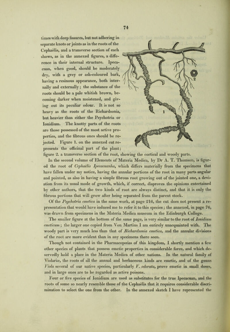 times with deep fissures, but not adhering in separate knots or joints as in the roots of the Cephaelis, and a transverse section of each shows, as in the annexed figures, a diffe- rence in their internal structure. Ipeca- cuan, when good, should be moderately dry, with a grey or ash-coloured bark, having a resinous appearance, both inter- nally and externally; the substance of the roots should be a pale whitish brown, be- coming darker when moistened, and giv- ing out its peculiar odour. It is not so heavy as the roots of the Richardsonia, but heavier than either the Psychotria or Ionidium. The knotty parts of the roots are those possessed of the most active pro- perties, and the fibrous ones should be re- jected. Figure 1. on the annexed cut re- presents the officinal part of the plant; figure 2. a transverse section of the root, showing the cortical and woody parts. In the second volume of Elements of Materia Medica, by Dr A. T. Thomson, is figur- ed the root of Cephaelis Ipecacuanha, which differs materially from the specimens that have fallen under my notice, having the annular portions of the root in many parts angular and pointed, as also in having a simple fibrous root growing out of the jointed one, a devi- ation from its usual mode of growth, which, if correct, disproves the opinions entertained by other authors, that the two kinds of root are always distinct, and that it is only the fibrous portions that will grow after being separated from the parent stock. Of the Psychotria emetica in the same work, at page 216, the cut does not present a re- presentation that would have induced me to refer it to this species; the annexed, in page 76, was drawn from specimens in the Materia Medica museum in the Edinburgh College. The smaller figure at the bottom of the same page, is very similar to the root of Ionidium emeticum; the larger one copied from Von Martius I am entirely unacquainted with. Tim woody part is very much less than that of Richardsonia emetica, and the annular divisions of the root are more evident than in any specimens there seen. Though not contained in the Pharmacopoeias of this kingdom, I shortly mention a few other species of plants that possess emetic properties in considerable force, and which de- servedly hold a place in the Materia Medica of other nations. In the natural family of Violariee, the roots of all the annual and herbaceous kinds are emetic, and of the genus Viola several of our native species, particularly V. odorata, prove emetic in small doses, and in large ones are to be regarded as active poisons. Four or five species of Ionidium are used as substitutes for the true Ipecacuan, and the roots of some so nearly resemble those of the Cephaelis that it requires considerable discri- mination to select the one from the other. In the annexed sketch I have represented the
