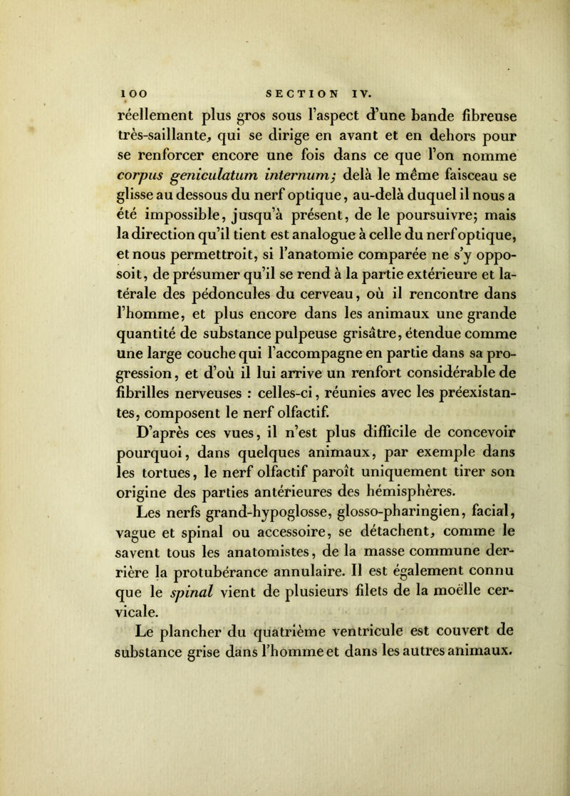 réellement plus gros sous l’aspect d’une bande fibreuse très-saillante, qui se dirige en avant et en dehors pour se renforcer encore une fois dans ce que l’on nomme corpus geniculcitum internum; delà le même faisceau se glisse au dessous du nerf optique, au-delà duquel il nous a été impossible, jusqu’à présent, de le poursuivre; mais la direction qu’il tient est analogue à celle du nerf optique, et nous permettroit, si l'anatomie comparée ne s’y oppo- soit, de présumer qu’il se rend à la partie extérieure et la- térale des pédoncules du cerveau, où il rencontre dans l’homme, et plus encore dans les animaux une grande quantité de substance pulpeuse grisâtre, étendue comme une large couche qui l’accompagne en partie dans sa pro- gression , et d’où il lui arrive un renfort considérable de fibrilles nerveuses : celles-ci, réunies avec les préexistan- tes, composent le nerf olfactif. D’après ces vues, il n’est plus difficile de concevoir pourquoi, dans quelques animaux, par exemple dans les tortues, le nerf olfactif paroît uniquement tirer son origine des parties antérieures des hémisphères. Les nerfs grand-hypoglosse, glosso-pharingien, facial, vague et spinal ou accessoire, se détachent, comme le savent tous les anatomistes, de la masse commune der- rière la protubérance annulaire. Il est également connu que le spinal vient de plusieurs filets de la moelle cer- vicale. Le plancher du quatrième ventricule est couvert de substance grise dans l’homme et dans les autres animaux.