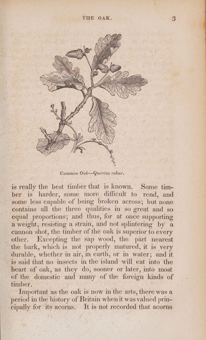 BAe =&gt; ——__— ==E \ Zea pre n\ = y q w a ==- al &amp; AS j AWN : == ie Kes ) —— Fs) Common Oak—Quercus robur. is really the best timber that is known, Some tim- ber is harder, some more difficult to rend, and some less capable of being broken across; but none contains all the three qualities in so great and so equal proportions; and thus, for at once supporting a weight, resisting a strain, and not splintering by a cannon shot, the timber of the oak is superior to every other. Excepting the sap wood, the part nearest the bark, which is not properly matured, it is very durable, whether in air, in earth, or in water; and it is said that no msects in the island will eat into the heart of oak, as they do, sooner or later, into most of the domestic and many of the foreign kinds of timber. : Important as the oak is now in the arts, there was a period in the history of Britain when it was valued prin- cipally for its acorns. It is not recorded that acorns