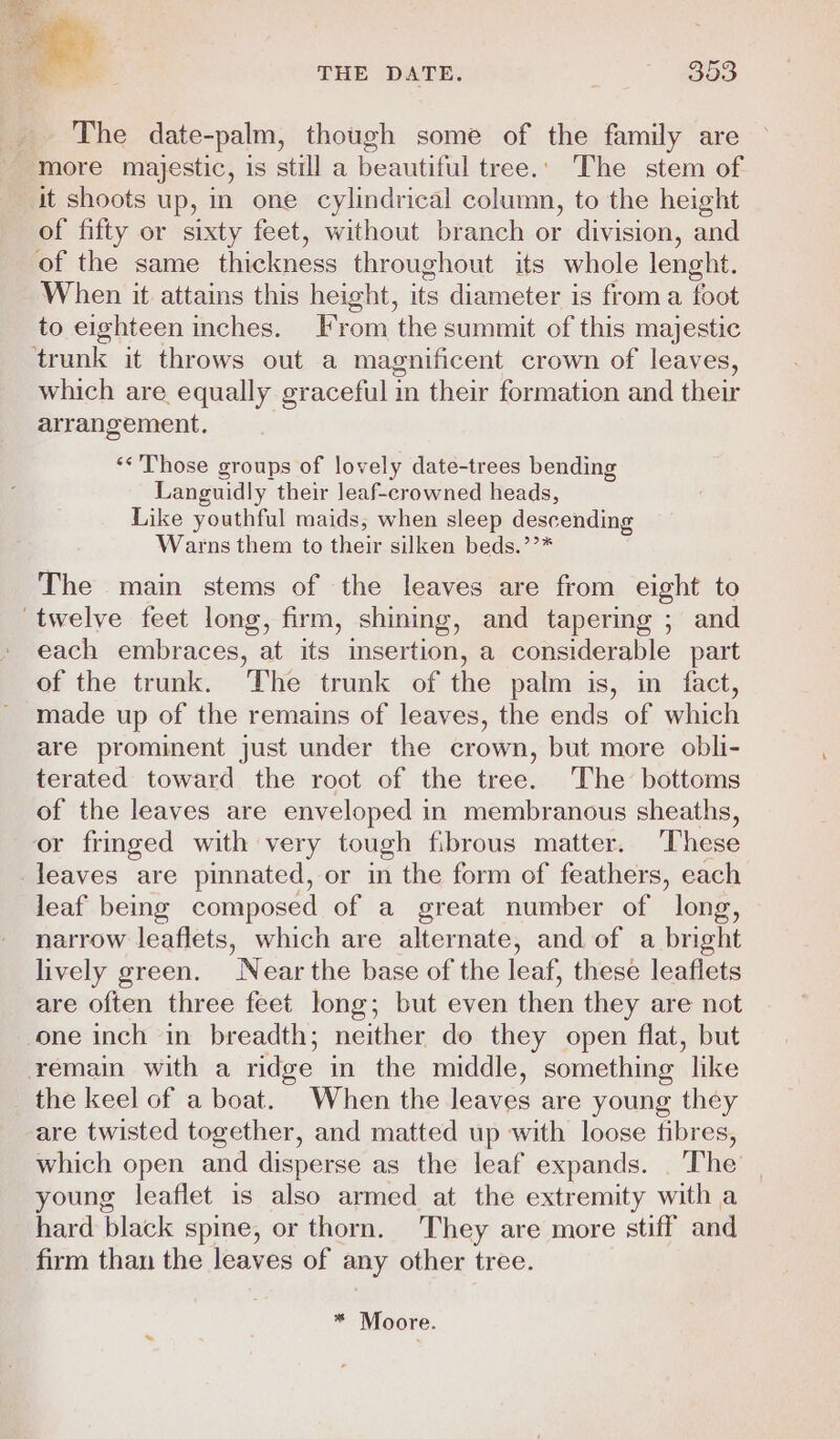 THE DATE. oo ees The date-palm, though some of the family are more majestic, is still a beautiful tree.. The stem of it shoots up, in one cylindrical column, to the height of fifty or sixty feet, without branch or division, and of the same thickness throughout its whole lenght. When it attains this height, its diameter is from a foot to eighteen inches. From the summit of this majestic ‘trunk it throws out a magnificent crown of leaves, which are equally graceful in their formation and their arrangement. **'Those groups of lovely date-trees bending Languidly their leaf-crowned heads, Like youthful maids, when sleep descending Warns them to their silken beds.’’* The main stems of the leaves are from eight to twelve feet long, firm, shining, and tapering ; and each embraces, at its insertion, a considerable part of the trunk. The trunk of the palm is, in fact, made up of the remains of leaves, the ends of which are prominent just under the crown, but more obli- terated toward the root of the tree. The bottoms of the leaves are enveloped in membranous sheaths, or fringed with very tough fibrous matter. These leaves are pinnated, or in the form of feathers, each leaf being composed of a great number of long, narrow leaflets, which are alternate, and of a bright lively green. Near the base of the leaf, these leaflets are often three feet long; but even then they are not one inch in breadth; neither do they open flat, but remain with a ridge in the middle, something like the keel of a boat. When the leaves are young they are twisted together, and matted up with loose fibres, which open and disperse as the leaf expands. The young leaflet is also armed at the extremity with a hard black spine, or thorn. They are more stiff and firm than the leaves of any other tree. * Moore.