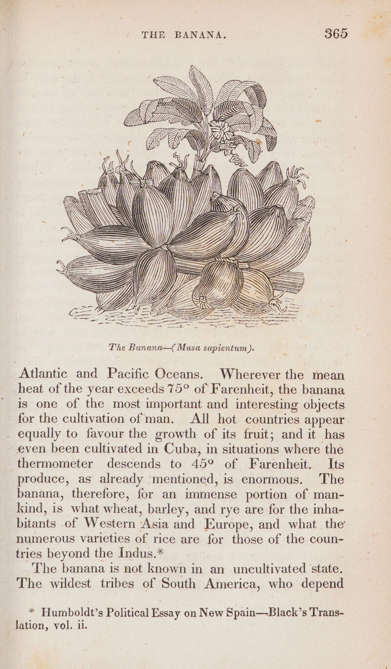 Z ) y F Aa) (EEN ' S Sa kA ZIM WY Zi a SE a The Banana—( Musa sapientum ). Atlantic and Pacific Oceans. Wherever the mean heat of the year exceeds 75° of Farenheit, the banana is one of the most important and interesting objects for the cultivation of man. All hot countries appear _ equally to favour the growth of its fruit; and it has even been cultivated in Cuba, in situations where the thermometer descends to 45° of Farenheit. Its produce, as already mentioned, is enormous. The banana, therefore, for an immense portion of man- kind, is what wheat, barley, and rye are for the inha- bitants of Western Asia and Europe, and what the’ numerous varieties of rice are for those of the coun- tries beyond the Indus.* The banana is not known in an uncultivated state. The wildest tribes of South America, who depend * Humboldt’s Political Essay on New Spain—Black’s Trans- lation, vol. il.