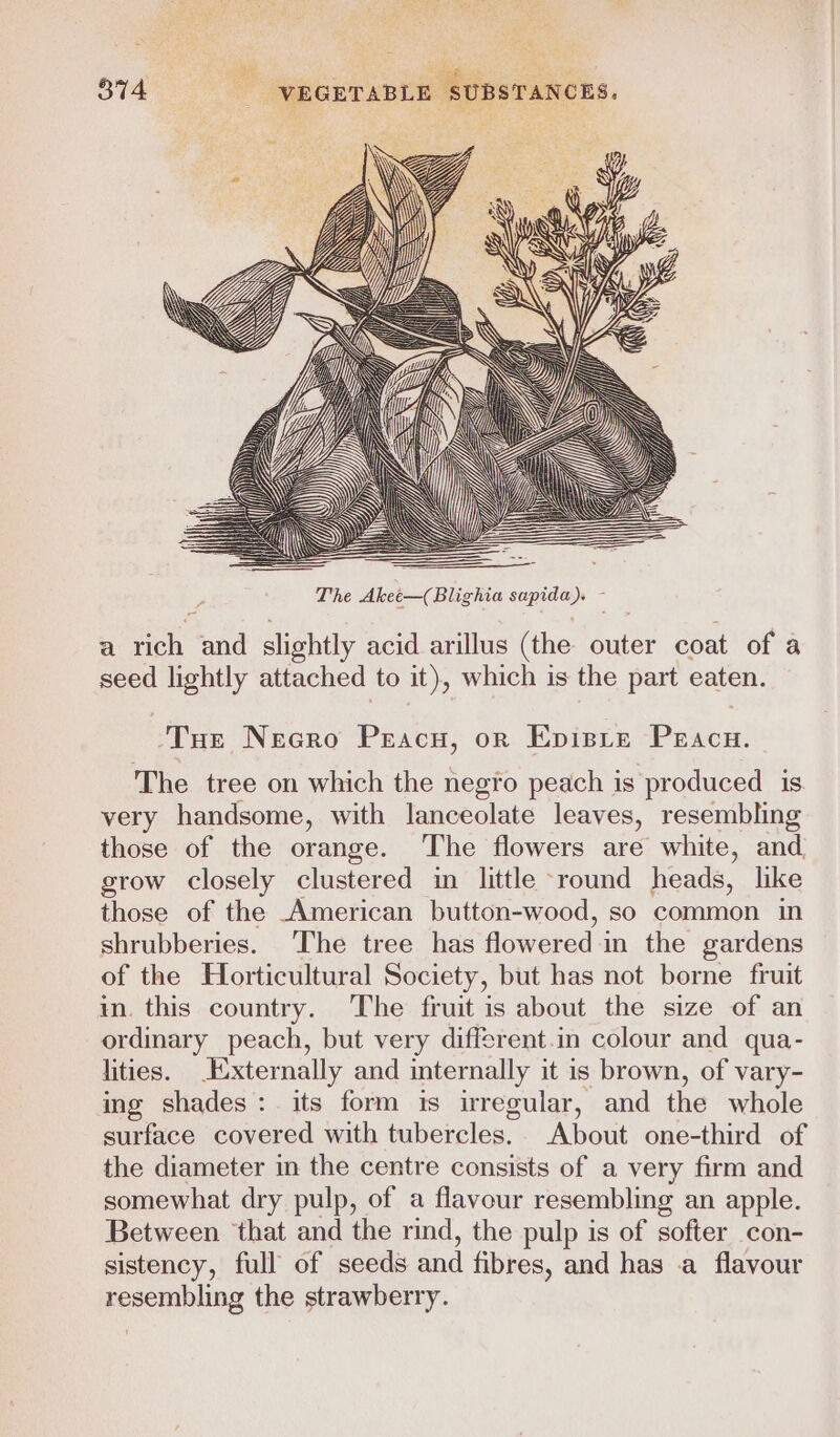 W The Akee—(Blighia sapida). - - a rich and slightly acid arillus (the outer coat of a seed lightly attached to it), which is the part eaten. ‘Tue Necro Peracu, or Episre Pracu. The tree on which the negro peach is produced is very handsome, with lanceolate leaves, resembling those of the orange. The flowers are white, and. grow closely clustered im little round heads, like those of the American button-wood, so common in shrubberies. The tree has flowered in the gardens of the Horticultural Society, but has not borne fruit in. this country. The fruit is about the size of an ordinary peach, but very different.in colour and qua- lities. Externally and internally it is brown, of vary- ing shades: its form is irregular, and the whole surface covered with tubercles. About one-third of the diameter in the centre consists of a very firm and somewhat dry pulp, of a flavour resembling an apple. Between ‘that and the rind, the pulp is of softer con- sistency, full of seeds and fibres, and has a flavour resembling the strawberry.