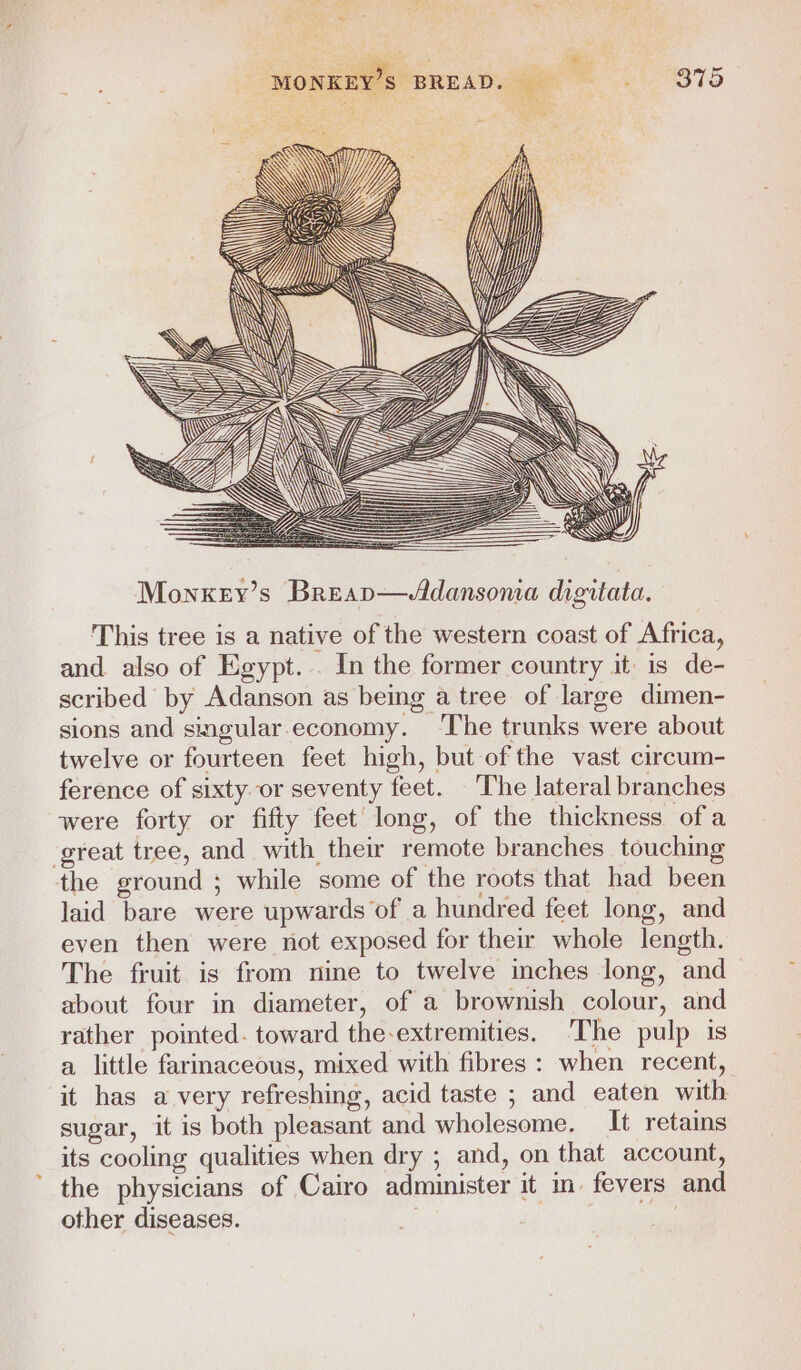 x as EN x LAWS This tree is a native of the western coast of Africa, and also of Egypt... In the former country it is de- scribed by Adanson as being a tree of large dimen- sions and singular.economy. The trunks were about twelve or fourteen feet high, but of the vast circum- ference of sixty or seventy feet. The lateral branches were forty or fifty feet’ long, of the thickness of a great tree, and with their remote branches touching the ground ; while some of the roots that had been laid bare were upwards of a hundred feet long, and even then were not exposed for their whole length. The fruit is from nine to twelve inches long, and about four in diameter, of a brownish colour, and rather pointed. toward the-extremities. ‘The pulp is a little farmaceous, mixed with fibres : when recent, it has a very refreshing, acid taste ; and eaten with. sugar, it is both pleasant and wholesome. It retains its cooling qualities when dry ; and, on that account, ’ the physicians of Cairo administer it m fevers and other diseases.