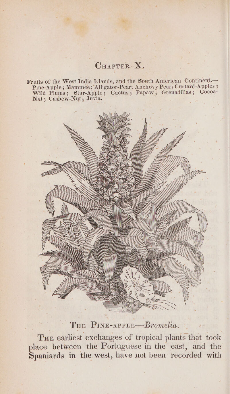 Fruits of the West India Islands, and the South American Continent.— Pine-Apple; Mammee;‘Alligator-Pear; Anchovy Pear; Custard-Apples 3 Wild Plums; Star-Apple; Cactus; Papaw; Grenadillas; Cocca- Nut; Cashew-Nut; Juvia. : YEN Tur earliest exchanges of tropical plants that took place between the Portuguese in the east, and the Spaniards in the.west, have not been recorded with