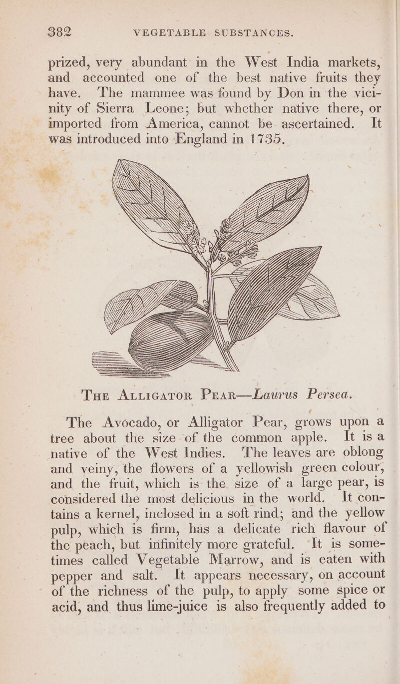 prized, very abundant in the West India markets, and accounted one of the best native fruits they have. ‘The mammee was found by Don in the vici- nity of Sierra Leone; but whether native there, or - imported from America, cannot be. ascertained. It was introduced into England in 1735. Uy ~ SS - My. S SS Wy 77 *® “if YY ———S—— Tur Atuicator Prar—Laurus Persea. The Avocado, or Alligator Pear, grows upon a tree about the size of the common apple. It isa native of the West Indies. The leaves are oblong and veiny, the flowers of a yellowish green colour, _ and the fruit, which is the size of a large pear, Is considered the most delicious in the world. It con- tains a kernel, inclosed in a soft rind; and the yellow pulp, which is firm, has a delicate rich flavour of the peach, but infinitely more grateful. “It is some- times called Vegetable Marrow, and is eaten with pepper and salt. It appears necessary, on account - of the richness of the pulp, to apply some spice or acid, and thus lime-juice is also frequently added to