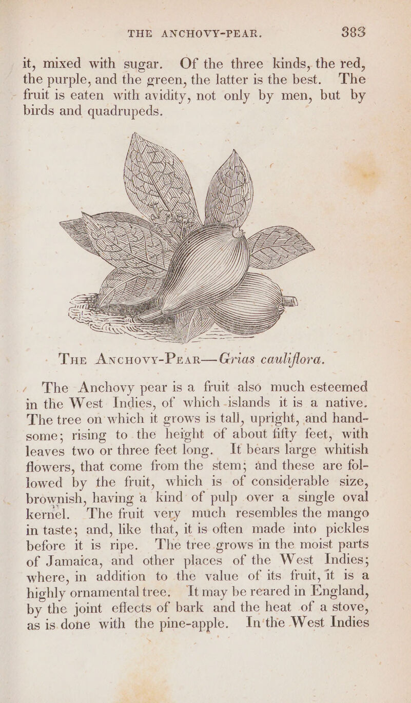 it, mixed with sugar. Of the three kinds, the red, the purple, and the green, the latter is the best. The - fruit is eaten with avidity, not only by men, but by birds and quadrupeds. - Tue Ancuovy-Pear—Gmas cauliflora. p The Anchovy pear is a fruit also much esteemed in the West Indies, of which -islands it is a native. The tree on which it grows is tall, upright, and hand~ some; rising to the height of about fifty feet, with leaves two or three feet long. It bears large whitish flowers, that come from the stem; and these are fol- lowed by the fruit, which is of considerable size, brownish, having a kind of pulp over a single oval kernel. The fruit very much resembles the mango in taste; and, like that, it is often made into pickles before it is ripe. The tree grows in the moist parts of Jamaica, and other places of the West Indies; where, in addition to the value of its fruit, it is a highly ornamental tree. It may be reared in England, by the joint eflects of bark and the heat of a stove, as is done with the pine-apple. In'the West Indies