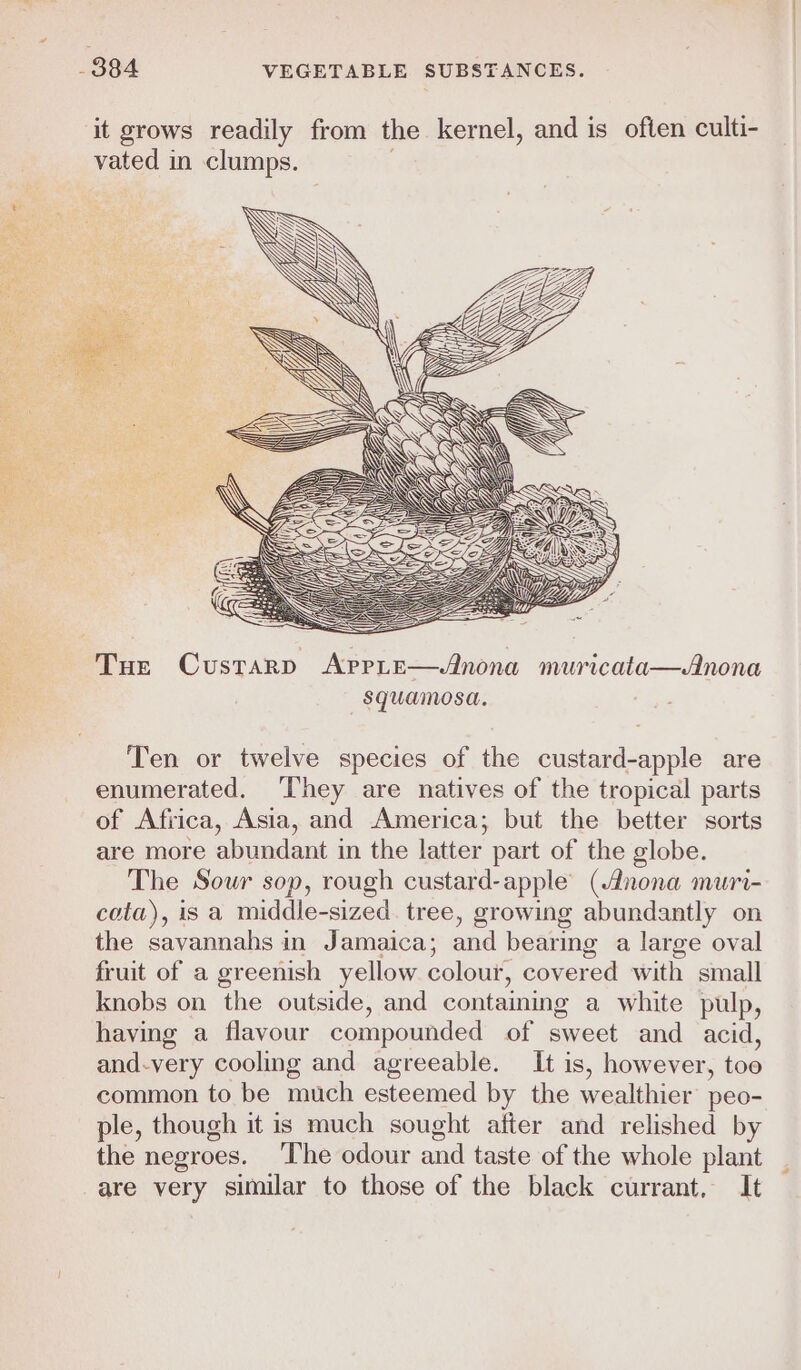 Tue Custarp AprpLe—Anona muricata—Anona squamosa. Ten or twelve species of the custard-apple are enumerated. ‘They are natives of the tropical parts of Africa, Asia, and America; but the better sorts are more abundant in the latter part of the globe. The Sour sop, rough custard-apple (Anona muri- cota), is a middle-sized. tree, growing abundantly on the savannahs in Jamaica; and bearing a large oval fruit of a greenish yellow colour, covered with small knobs on the outside, and containing a white pulp, having a flavour compounded of sweet and acid, and-very cooling and agreeable. It is, however, too common to be much esteemed by the wealthier peo- ple, though it is much sought after and relished by the negroes. ‘The odour and taste of the whole plant are very similar to those of the black currant, It