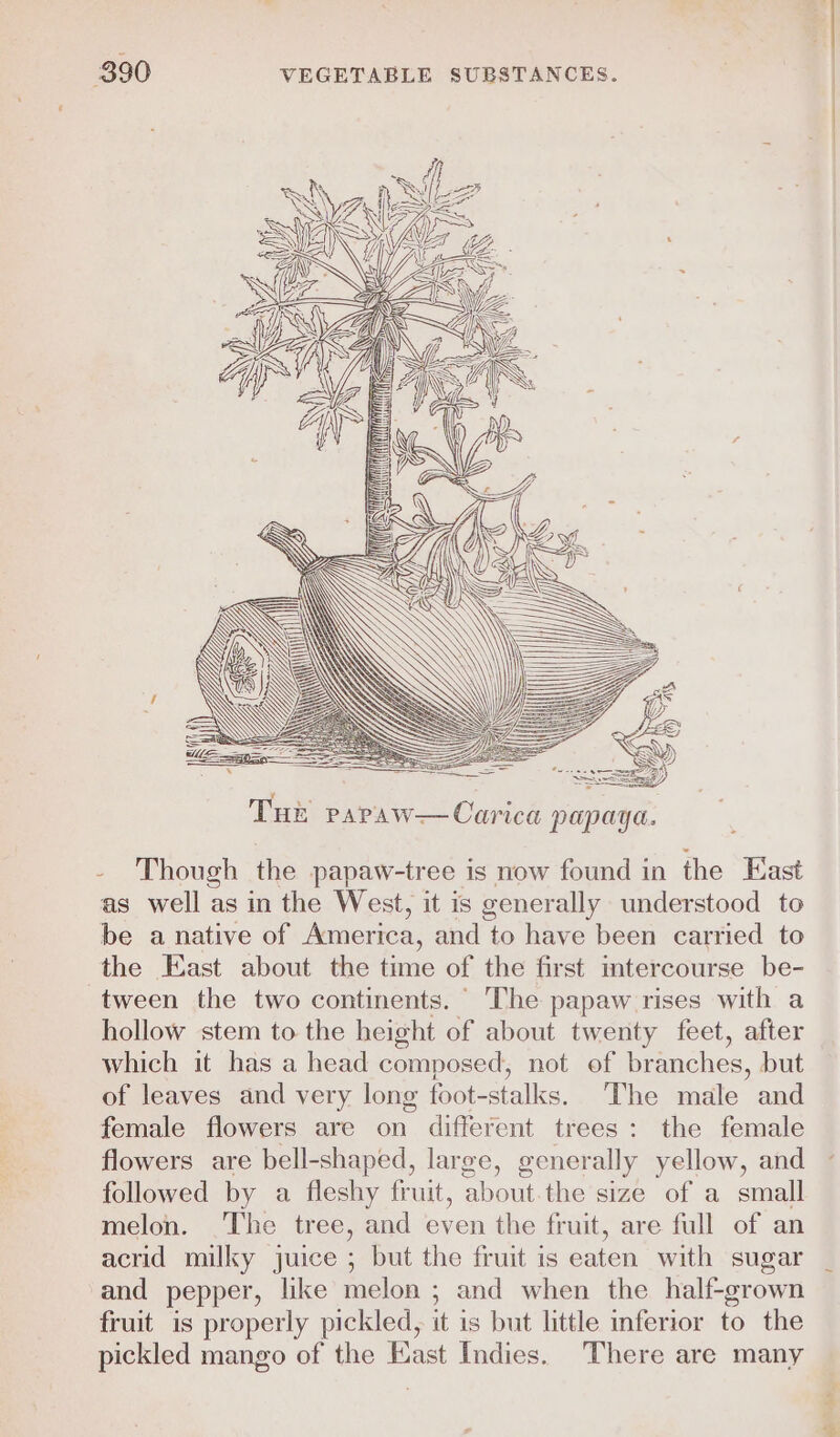 } 2 by ; : f h = iy FF ACSW 4 ral a &lt; WE N é Ws WS \) my se f fi HPT HATTIE Ti isiiae Vs x Z, y, ON (GANA SS SNARE ARE EAST NS a, Y) : 4 : ~ IZ yf “ \ . &gt; \Y i id | oe SS } = Ais y) EEE W \ ‘ IN \ Though the papaw-tree is now found in the East as well as in the West, it is generally understood to be a native of America, and to have been carried to the East about the time of the first intercourse be- tween the two continents. ‘The papaw rises with a hollow stem to the height of about twenty feet, after which it has a head composed, not of branches, but of leaves and very long foot-stalks. The male and female flowers are on different trees: the female flowers are bell-shaped, large, generally yellow, and followed by a fleshy fruit, about.the size of a small melon. The tree, and even the fruit, are full of an and pepper, like melon ; and when the half-grown fruit is properly pickled, it is but little inferior to the pickled mango of the East Indies. There are many q 2 oy