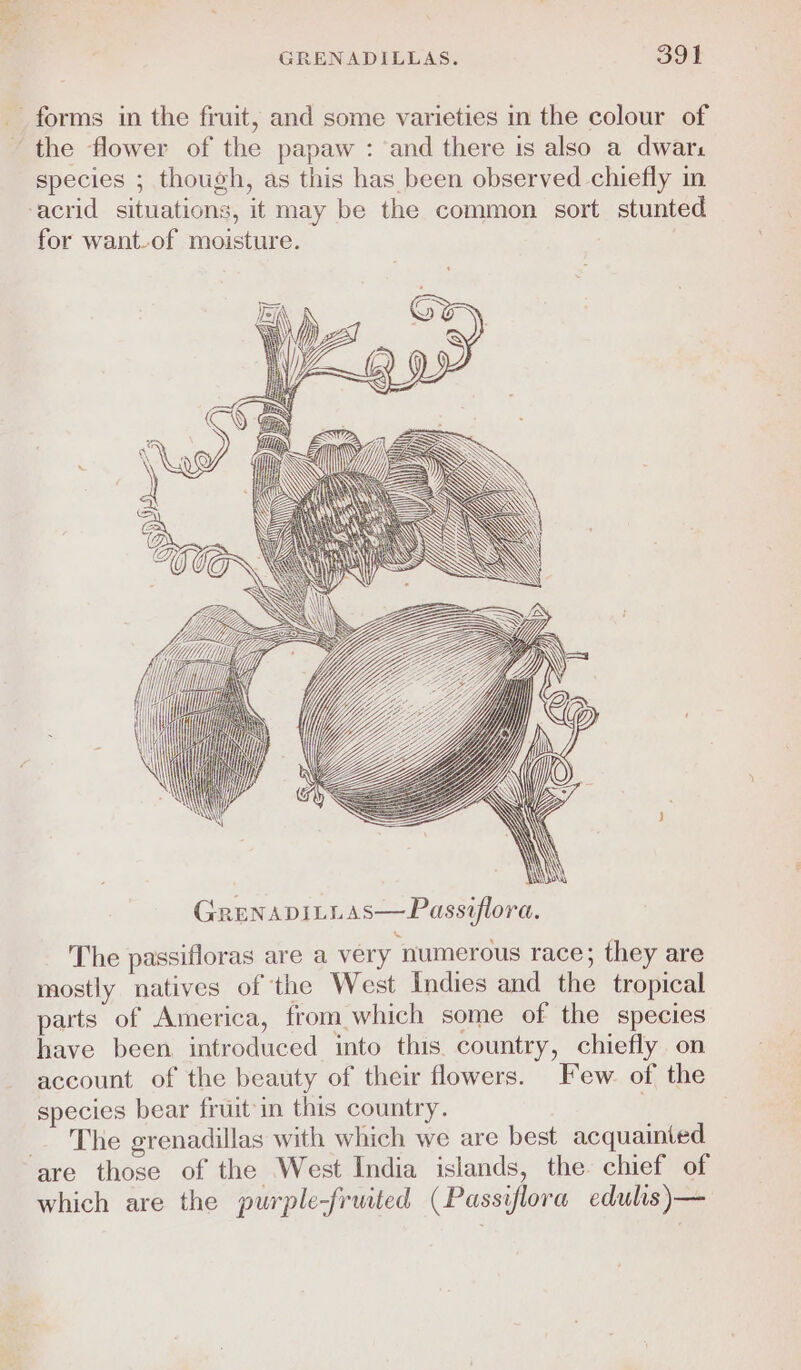 _ forms in the fruit, and some varieties in the colour of ~ the flower of the papaw : ‘and there is also a dwar: species ; though, as this has been observed chiefly in ‘acrid situations, it may be the common sort stunted for want-of moisture. M, Z = ey : y 7 St lee oY Hf “= mK SS . itl ; Ac = S aS \\\ GrenapdiLLAs—Passiflora. The passifloras are a very numerous race; they are mostly natives of the West Indies and the tropical parts of America, from which some of the species have been introduced into this country, chiefly on account of the beauty of their flowers. Few. of the species bear fruit-in this country. # _— The grenadillas with which we are best acquainied are those of the West India islands, the chief of which are the purple-fruited (Passiflora edulis)—