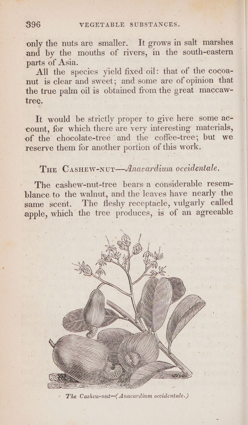 only the nuts are smaller. It grows in salt. marshes and by the mouths of rivers, in the south-eastern parts of Asia. All the species yield fixed oil: that of the cocoa- nut is clear and sweet; and some are of opinion that the true palm oil is obtained from the great maccaw- tree, It would be strictly proper to give here some ac- count, for which there are very interesting materials, of the chocolate-tree and the coffee-tree; but we reserve them for another portion of this work. Tur Casnew-nut—Anacardiwn occidentale. The cashew-nut-tree bears a considerable resem- blance to the walnut, and the leaves have nearly the same scent. The fleshy receptacle, vulgarly called apple, which the tree produces, is of an agreeable