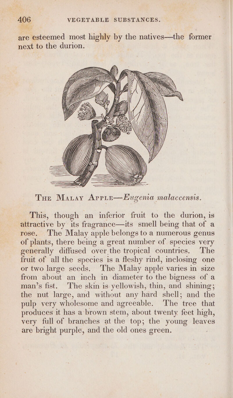 Tiago are esteemed most highly by the natives—the former next to the durion. Tur Maray Arpre—Eugema malaccensis. This, though an inferior fruit to the durion, is attractive by its fragrance—its smell being that of a rose. The Malay apple belongs to a numerous genus of plants, there being a great number of species very generally diffused over the tropical countries. The fruit of all the species is a fleshy rind, inclosing one or two large seeds. The Malay apple varies in size from about an inch in diameter to the bigness of a man’s fist. The skin is yellowish, thin, and shining; the nut large, and without any hard shell; and the pulp very wholesome and agreeable. The tree that produces it has a brown stem, about twenty feet high, very full of branches at the top; the young leaves are bright purple, and the old ones green.