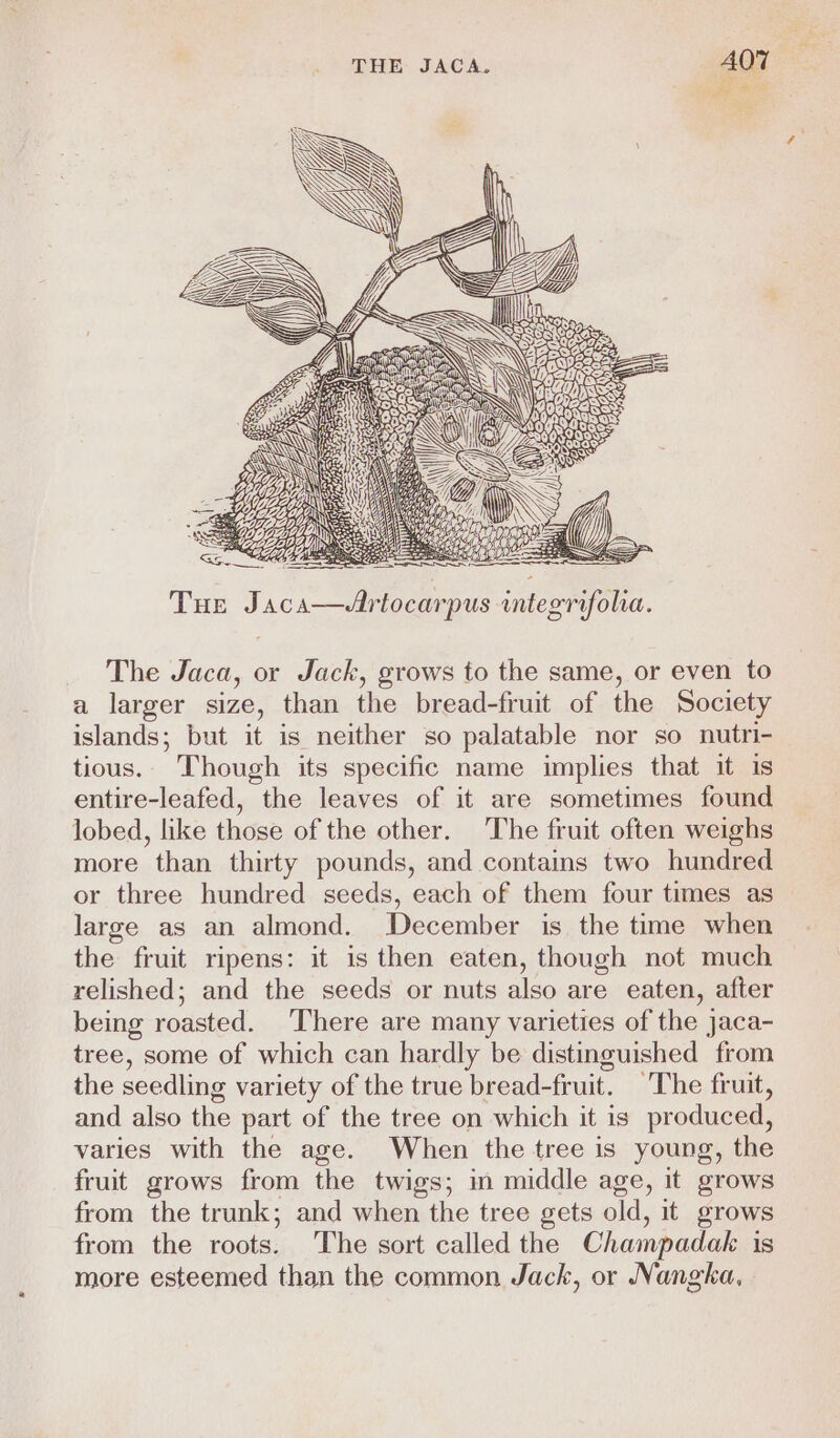 AWSS8 AS + LY He stroys S Sis. Ne Ss Wie J Si yt i, Ce CA a: CE it \ 9 VONves a eg Oe ; NX \' INS ys ¥ ; S _- g ; ae ces . teal WL ‘SEZ LAS Tue Jaca—Artocarpus integrifolia. The Jaca, or Jack, grows to the same, or even to a larger size, than the bread-fruit of the Society islands; but it is neither so palatable nor so nutri- tious. Though its specific name implies that it is entire-leafed, the leaves of it are sometimes found lobed, like those of the other. The fruit often weighs more than thirty pounds, and contains two hundred or three hundred seeds, each of them four times as large as an almond. December is the time when the fruit ripens: it is then eaten, though not much relished; and the seeds or nuts also are eaten, after being roasted. There are many varieties of the jaca- tree, some of which can hardly be distinguished from the seedling variety of the true bread-fruit. The fruit, and also the part of the tree on which it is produced, varies with the age. When the tree is young, the fruit grows from the twigs; in middle age, it grows from the trunk; and when the tree gets old, it grows from the roots. The sort called the Champadak is more esteemed than the common Jack, or Nangka,