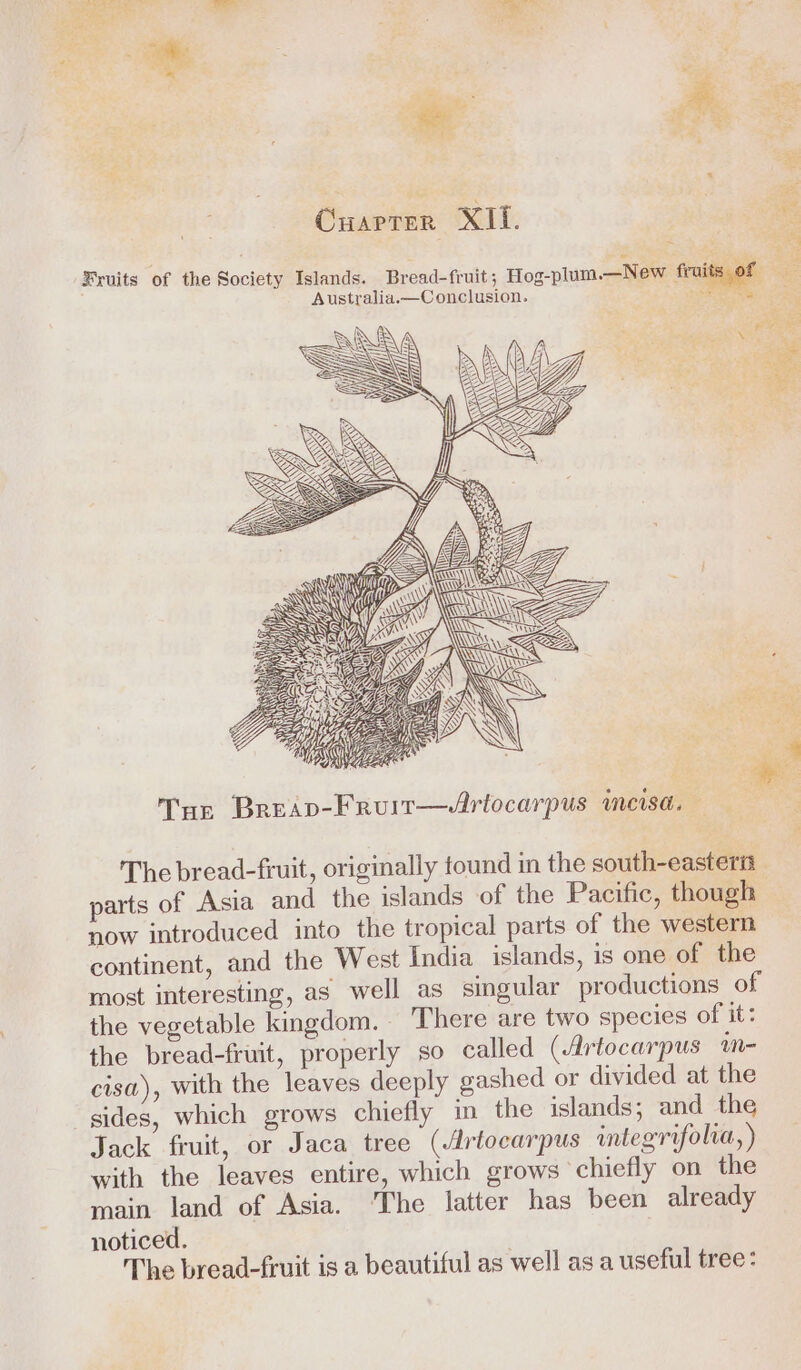 ee Fee 2 ; ; j 8 Cuarrer XII. ie Fruits of the Society Islands. Bread-fruit; Hog-plum.—New firui 7 ae Australia.—Conclusion. Pee Sy ac ea ee Se we ey g oats teers = Ree os Arye ENE a&gt; \ AN\\\\ SN Ws ny Ss IVAN SA aye aan eek parts of Asia and the islands of the Pacific, though now introduced into the tropical parts of the western continent, and the West India islands, is one of the most interesting, as well as singular productions of the vegetable kingdom. There are two species of it: the bread-fruit, properly so called (Artocarpus wm- cisa), with the leaves deeply gashed or divided at the sides, which grows chiefly in the islands; and the Jack fruit, or Jaca tree (rtocarpus integrifolia, ) with the leaves entire, which grows ‘chiefly on the main land of Asia. ‘The latter has been already noticed. The bread-fruit is a beautiful as well as a useful tree: