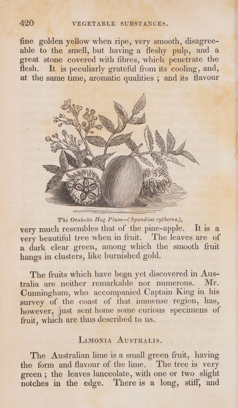 fine golden yellow when ripe, very smooth, disagree- able to the smell, but having a fleshy pulp, and a great stone covered with fibres, which penetrate the flesh. It is peculiarly grateful from its cooling, and, at the same time, aromatic qualities ; and its flavour The Otaheite Hog Plum— Spondias cytherea), very much resembles that of the pine-apple. Itis a very beautiful tree when in fruit. ‘The leaves are of a dark clear green, among which the smooth fruit hangs in clusters, like burnished gold. The fruits which have begn yet discovered in Aus- tralia are neither remarkable nor numerous. Mr. Cunningham, who accompanied Captain King in his survey of the coast of that immense region, has, however, just sent home some curious specimens of fruit, which are thus described to us. Limonia AUSTRALIS. The Australian lime is a small green fruit, having the form and flavour of the lime. The tree is very green ; the leaves lanceolate, with one or two slight notches in the edge. There is a long, stiff, and