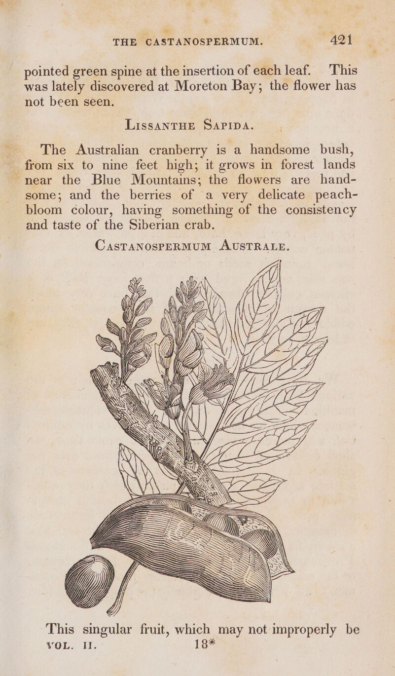 on 8 a a THE CASTANOSPERMUM. 421 pointed green spine at the insertion of each leaf. This was lately discovered at Moreton Bay; the flower has not been seen. LissaANTHE SAPIDA. The Australian cranberry is a handsome bush, near the Blue Mountains; the flowers are hand- some; and the berries of a very delicate peach- bloom colour, having something of the consistency and taste of the Siberian crab. L—_— hs a : &gt; 3 &amp; — SS Sa SS i: Uae SS} = LZ, SS aS ae &gt; S This singular fruit, which may not improperly be