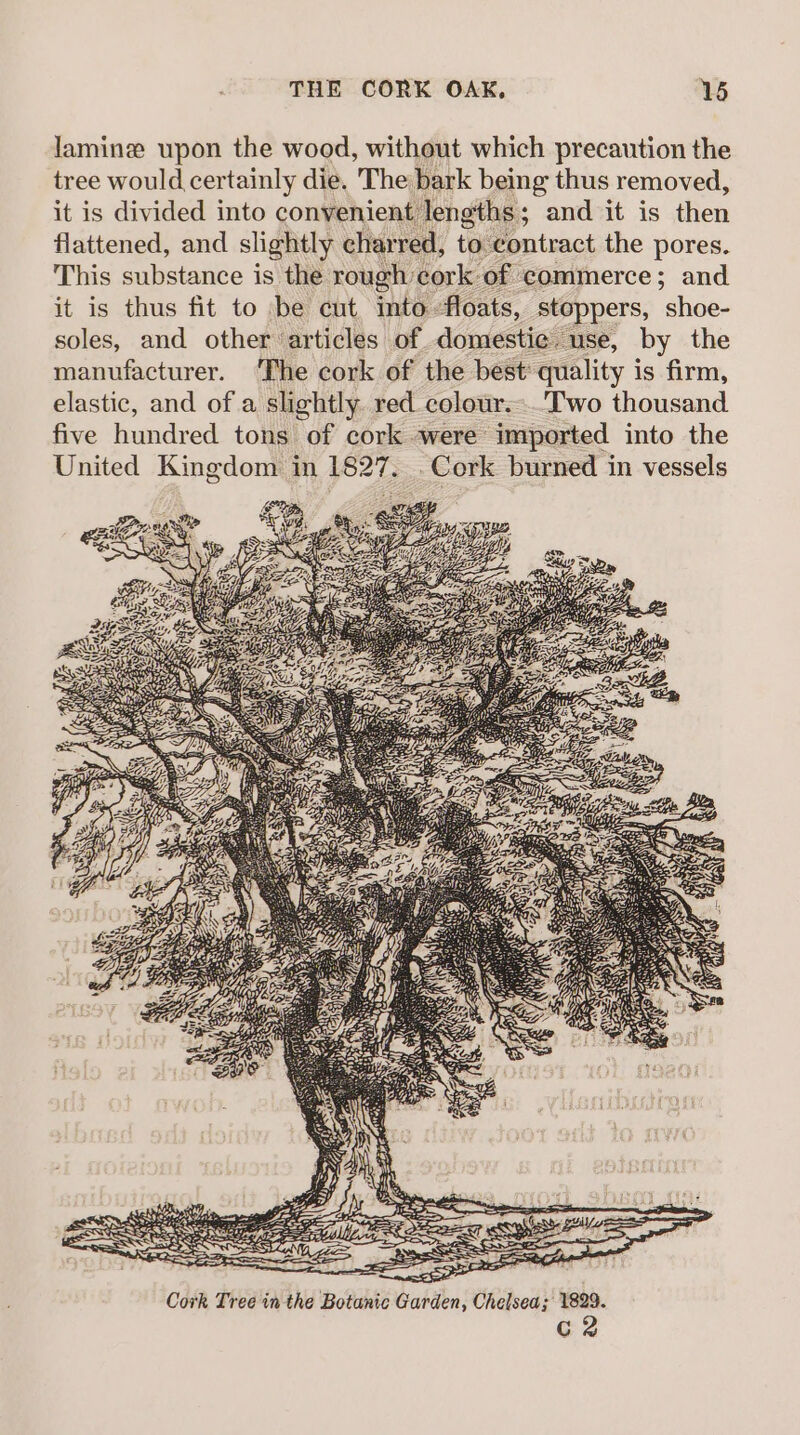 lamingz upon the wood, without which precaution the tree would certainly die. The bark being thus removed, it is divided into convenient lengths; and it is then flattened, and slightly charred, to. contract the pores. This substance is the rough cork of commerce ; and it is thus fit to be cut into floats, stoppers, ‘shoe- soles, and other articles of domestic use, by the manufacturer. ‘The cork of the best: quality is firm, elastic, and of a slightly. red colour.-..Two thousand five hundred tons of cork were imported into the United Kingdom in err -Cork burned in vessels