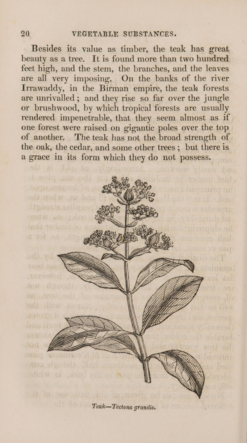 Besides its value as timber, the teak has great beauty as a tree. It is found more than two hundred feet high, and the stem, the branches, and the leaves are all very imposing. On the banks of the river Irrawaddy, in the Birman empire, the teak forests are unrivalled ; and they rise so far over the jungle or brushwood, by which tropical forests are usually rendered impenetrable, that they seem almost as if one forest were raised on gigantic poles over the top of another. The teak has not the broad strength of the oak, the cedar, and some other trees ; but there is a grace in its form which they do not possess. ON eon, a fe SU — eg) Nd a 77 U5 SU] he ia Teak—Tectona grandis.