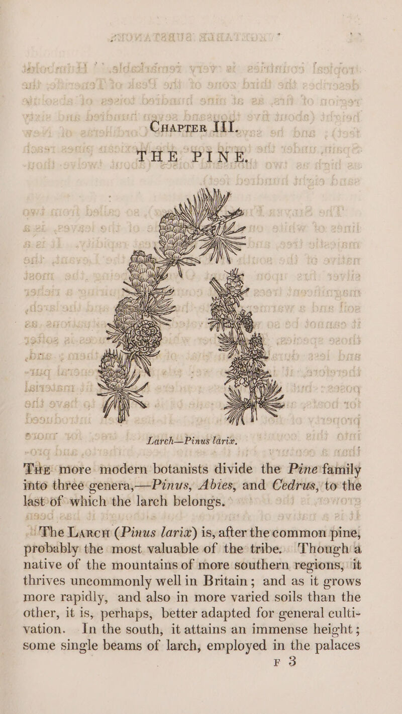 : CoAPaEn Til. THE PINE, Tae more modern botanists sistidd the Pine family into three genera,—Pinus, Abies, and Cedrus, to the ee of which the larch belongs. ° ‘The Larcr ‘Giions lariz) is, after the common pine, probably the most valuable of the tribe. Though a native of the mountains of more southern regions, it thrives uncommonly well in Britain; and as it grows more rapidly, and also in more varied soils than the other, it is, perhaps, better adapted for general culti- vation. In the south, it attains an immense height ; some single beams of larch, employed in the palaces F 3