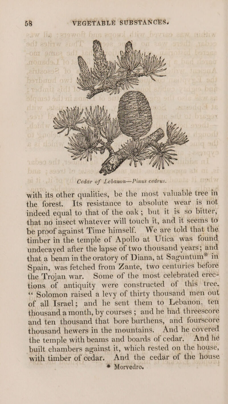 S ys {gaa 2 WES = +e) RS YZ ZP5 wi: ys WS = I} tix Dy t \ || S Las. | CYL Cedar of Lebanon—Pinus cedrus. with its other qualities, be the most valuable tree in the forest. Its resistance to absolute wear is not indeed equal to that of the oak; but it is so bitter, that no mwsect whatever will touch it, and it seems to be proof against Time himself. We are told that the timber in the temple of Apollo at Utica was found undecayed after the lapse of two thousand years; and that a beam in the oratory of Diana, at Saguntum™ in Spain, was fetched from Zante, two centuries before the Trojan war. Some of the most celebrated erec- tions of antiquity were constructed of this tree. ‘«¢ Solomon raised a levy of thirty thousand men out of all Israel; and he sent them to Lebanon. ten thousand a month, by courses ; and he had threescore and ten thousand that bore burthens, and fourscore thousand hewers in the mountains. And he covered the temple with beams and boards of cedar. And he ‘built chambers against it, which rested on the house, with timber of cedar. And the cedar of the house | * Morvedro.