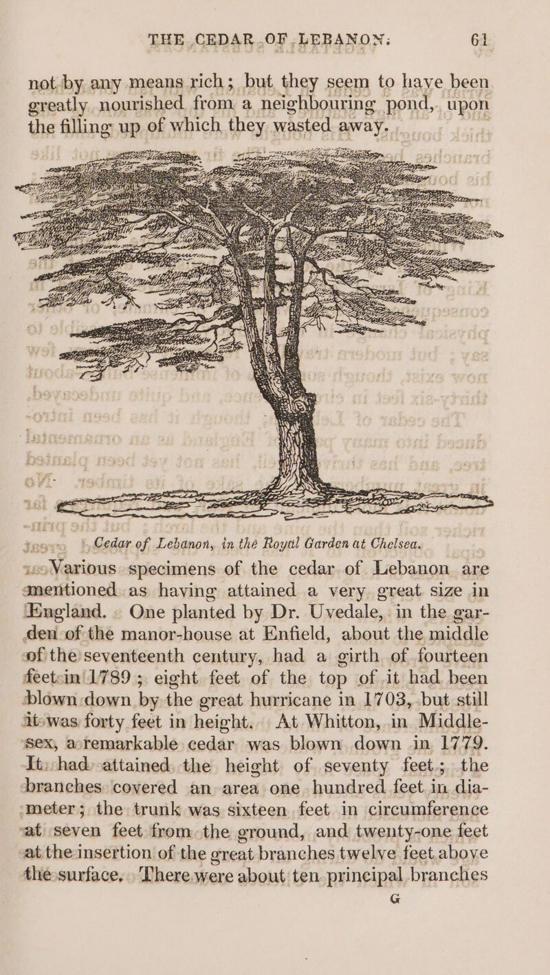 not. by any means rich; but. they seem to have been greatly nourished from, a neighbouring pond, upon the filling up of which they wasted. Bry, Ja . |,Cedar of Lebanon, in the Royal Garden at Chelsea. ~ Various specimens of the cedar. of Lebanon are acetsiosinds as having attained a very. great size in ‘England. - One planted by Dr. Uvedale,. in the gar- den of the manor-house at Enfield, about the middle of the seventeenth century, had a girth of fourteen feetsin 1789 ; eight feet of the top of .it had been dlown down by the great hurricane in 1703, but. still it-was forty feet in height... At Whitton, in Middle- sex, atemarkable cedar was blown down in 1779. It: had. attained. the height of seventy feet; the branches covered an area one hundred feet in dia- ‘meter; the trunk was sixteen feet in circumference ‘at seven feet from the ground, and twenty-one feet at the insertion of the great branches twelve feet.aboye the surface. There,were about ten principal branches G
