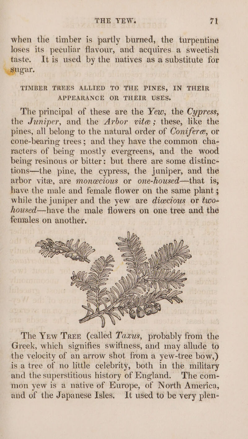 when the timber is partly burned, the turpentine loses its peculiar flavour, and acquires. a sweetish taste. Itis used by the natives as a substitute for “sugar. TIMBER TREES ALLIED TO THE PINES, IN THEIR APPEARANCE OR THEIR USES. The principal of these are the Yew, the Cypress, the Juniper, and the Arbor vite; these, like the pines, all belong to the natural order of Conifere, or cone-bearing trees; and they have the common cha- racters of being mostly evergreens, and the wood being resinous or bitter: but there are some distinc- tions—the pine, the cypress, the juniper, and the arbor vite, are monecious or one-howsed—that is, have the male and female flower on the same plant ; while the juniper and the yew are diewcious or two- housed—have the male flowers on one tree and the females on another. The Yew Tree (called Taxus, probably from the Greek, which signifies swiftness, and may allude to the velocity of an arrow shot from a yew-tree bow,) is a tree of no little celebrity, both in the military and the superstitious history of England. The com- mon yew is a native of Kurope, of North America, and of the Japanese Isles. It used to be very plen-