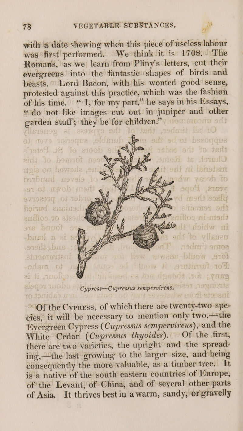with a‘date shewing when this piece of useless labour was first performed. We think ‘it is 1708.. The Romans, as we learn from Pliny’s letters, cut their evergreens into the fantastic shapes of birds and beasts. °° Lord Bacon, with) his: wonted good sense, protested against this practice, which was the fashion of his time. ‘I, for my part,” he says in his Essays, “ido not like images cut out im juniper and other garden stuff; they be for children.” » Of the Cypress, of which there are twenty-two spe- cies, it will be necessary to mention only two,—the Evergreen Cypress (Cupressus sempervirens), and the White Cedar (Cupressus thyoides). Of the first, there are two varieties, the upright and the spread- ing,—the last growing to the larger size, and being consequently the more valuable, as a timber tree. It ig a native of the south eastern countries of Europe, of the Levant, of China, and of several other parts of Asia, It thrives bestin a warm, sandy, or gravelly