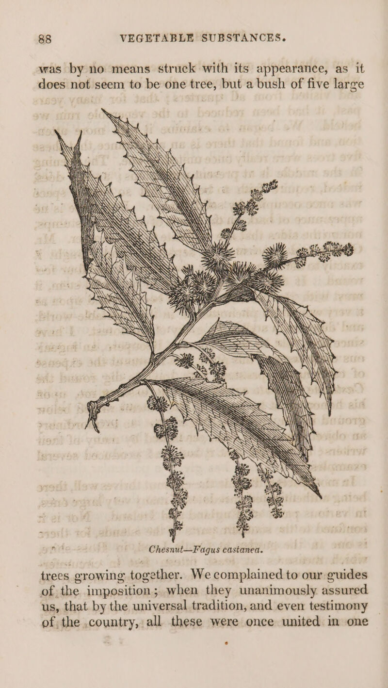 was by no means struck with its appearance, as it does not seem to be one tree, but a bush of five large ed Chesnut—Fagus castanea. trees growing together. We complained to our guides of the imposition; when they unanimously assured us, that by the universal tradition, and even testimony of the country, all these were once united in one