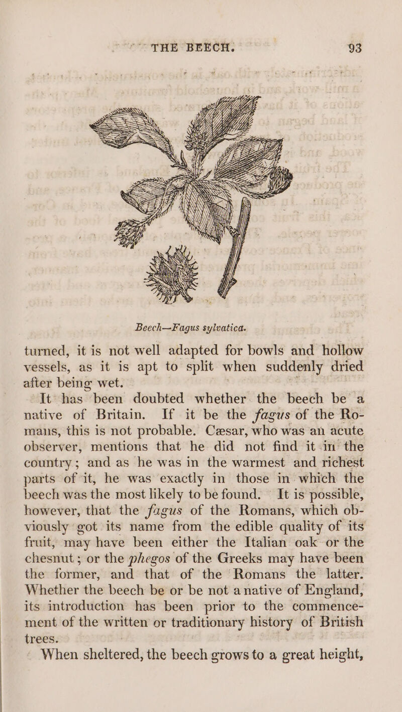 turned, it is not well adapted for bowls and hollow vessels, as it is apt to split when suddenly dried after being wet. | ’ 6 It has been doubted whether the beech be a native of Britain. If it be the fagus of the Ro- manus, this is not probable. Cesar, who was an acute observer, mentions that he did not find it in’ the country; and as he was in the warmest and richest parts of it, he was exactly in those in which the beech was the most likely to be found. It is possible, however, that the fagus of the Romans, which ob- viously got its name from the edible quality of its fruit, may have been either the Italian oak or the chesnut; or the phegos of the Greeks may have been the former, and that of the ‘Romans the latter. Whether the beech be or be not a native of England, its introduction has been prior to the commence- ment of the written or traditionary history of British trees. When sheltered, the beech grows to a great height,