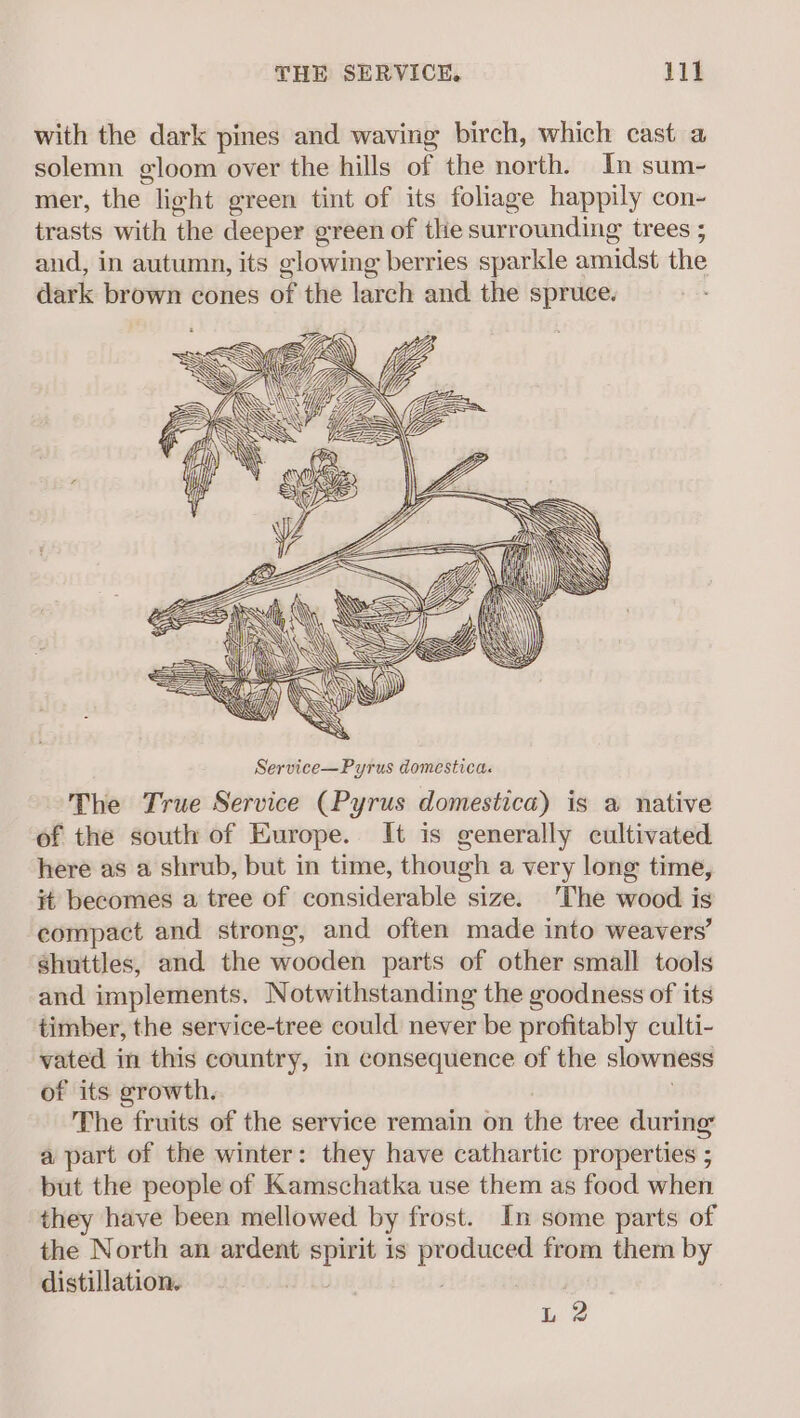 THE SERVICE. Vii with the dark pines and waving birch, which cast a solemn gloom over the hills of the north. In sum- mer, the. light green tint of its foliage happily con- trasts with the deeper green of the surrounding trees ; and, in autumn, its glowing berries sparkle amidst the dark brown cones of the larch and the spruce. af EN NYS hos AWN ie aie SS Hy \ \ } Sell = “es 1 “ te Service—Pyrus domestica. The True Service (Pyrus domestica) is a native of the south of Europe. It is generally cultivated here as a shrub, but in time, though a very lone time, it becomes a tree of considerable size. ‘The wood is compact and strong, and often made into weavers’ shuttles, and the wooden parts of other small tools and implements. Notwithstanding the goodness of its timber, the service-tree could never be profitably culti- vated in this country, in consequence of the slowness of its growth. The fruits of the service remain on the tree during’ a part of the winter: they have cathartic properties : j but the people of Kamschatka use them as food when they have been mellowed. by frost. In some parts of the North an ardent Smee is gine from them by distillation.