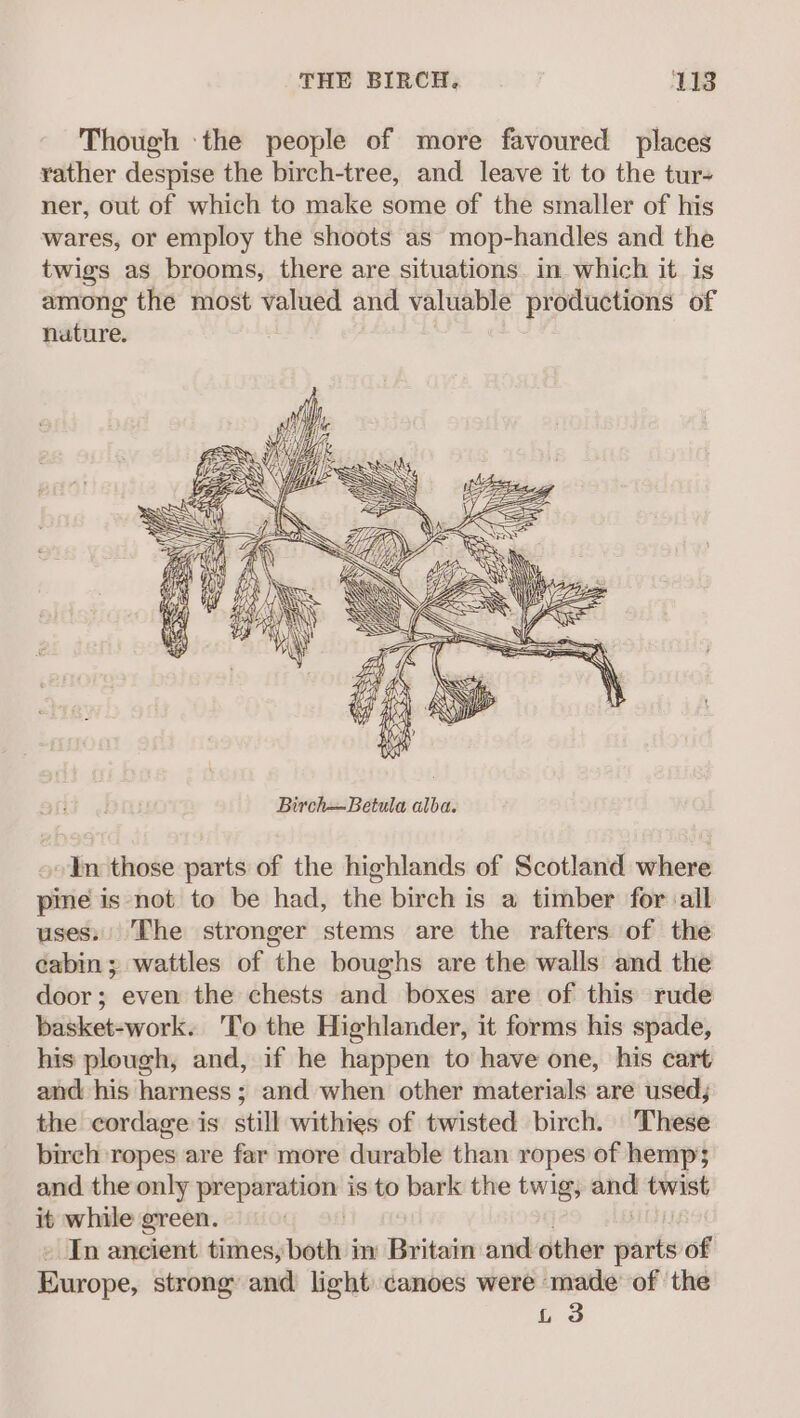Though the people of more favoured places rather despise the birch-tree, and leave it to the tur- ner, out of which to make some of the smaller of his wares, or employ the shoots as mop-handles and the twigs as brooms, there are situations. in which it is among the most valued and valuable productions of nuture. “In those parts of the highlands of Scotland where pine is not to be had, the birch is a timber for all uses: The stronger stems are the rafters of the cabin; wattles of the boughs are the walls and the door; even the chests and boxes are of this rude basket-work. 'To the Highlander, it forms his spade, his plough, and, if he happen to have one, his cart and his harness; and when other materials are used; the cordage is still withies of twisted birch. These birch ropes are far more durable than ropes of hemp’; and the only preparation is to bark the twig; and twist it while green. q od | bitty - In ancient times, both im Britain and other parts of Europe, strong and light canoes were made’ of the 4 3