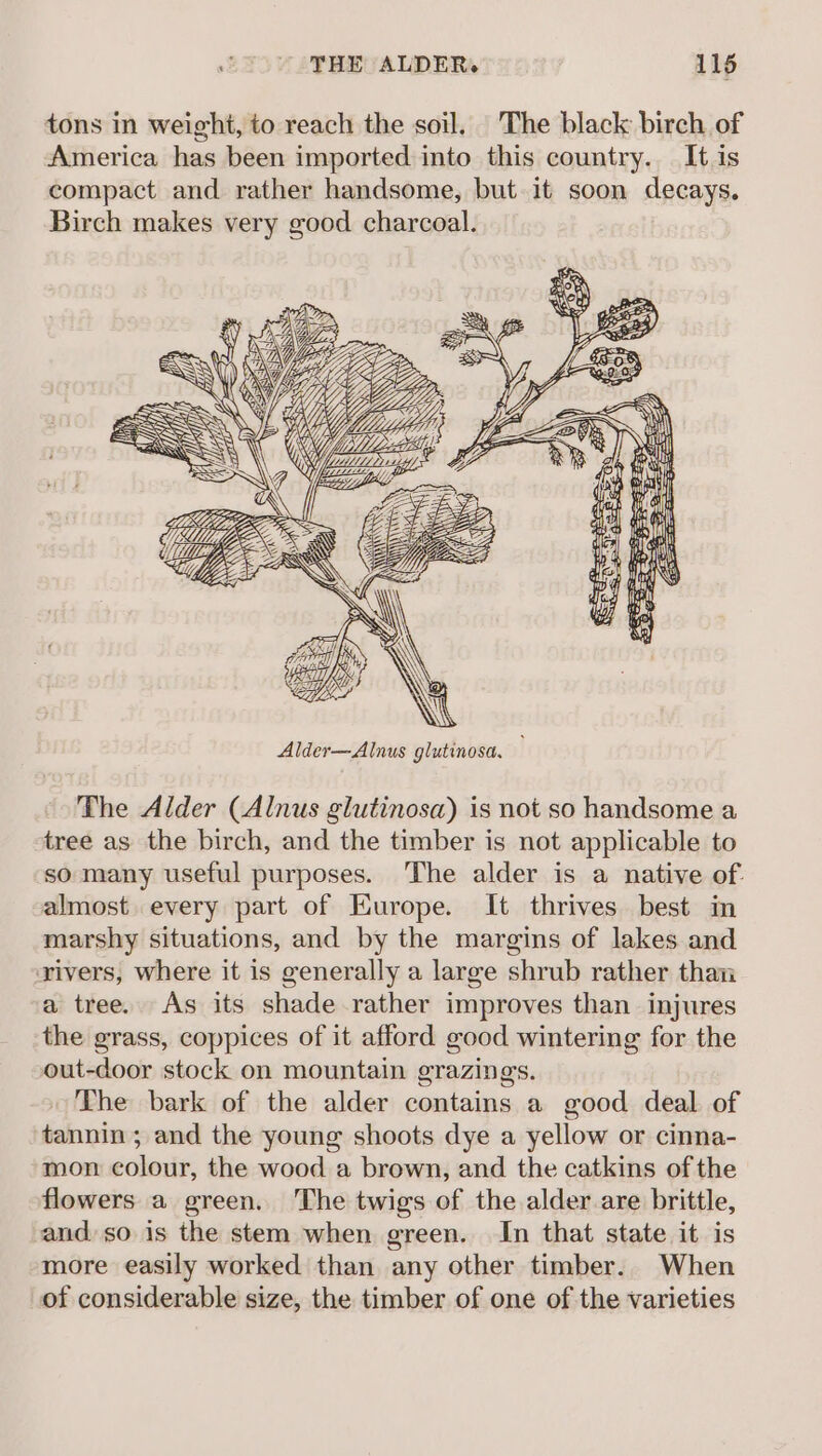 tons in weight, to reach the soil, The black birch of America has been imported into this country. It is compact and rather handsome, but it soon decays. Birch makes very good charcoal. pitt ld Dr1244f fee, The Alder (Alnus glutinosa) is not so handsome a tree as the birch, and the timber is not applicable to so many useful purposes. The alder is a native of. almost every part of Europe. It thrives best in marshy situations, and by the margins of lakes and rivers, where it is generally a large shrub rather than a tree. As its shade rather improves than injures the grass, coppices of it afford good wintering for the out-door stock on mountain grazing. The bark of the alder contains a good deal of tannin; and the young shoots dye a yellow or cinna- mon colour, the wood a brown, and the catkins of the flowers a green. The twigs of the alder are brittle, and. so is the stem when green. In that state it is more easily worked than any other timber. When of considerable size, the timber of one of the varieties