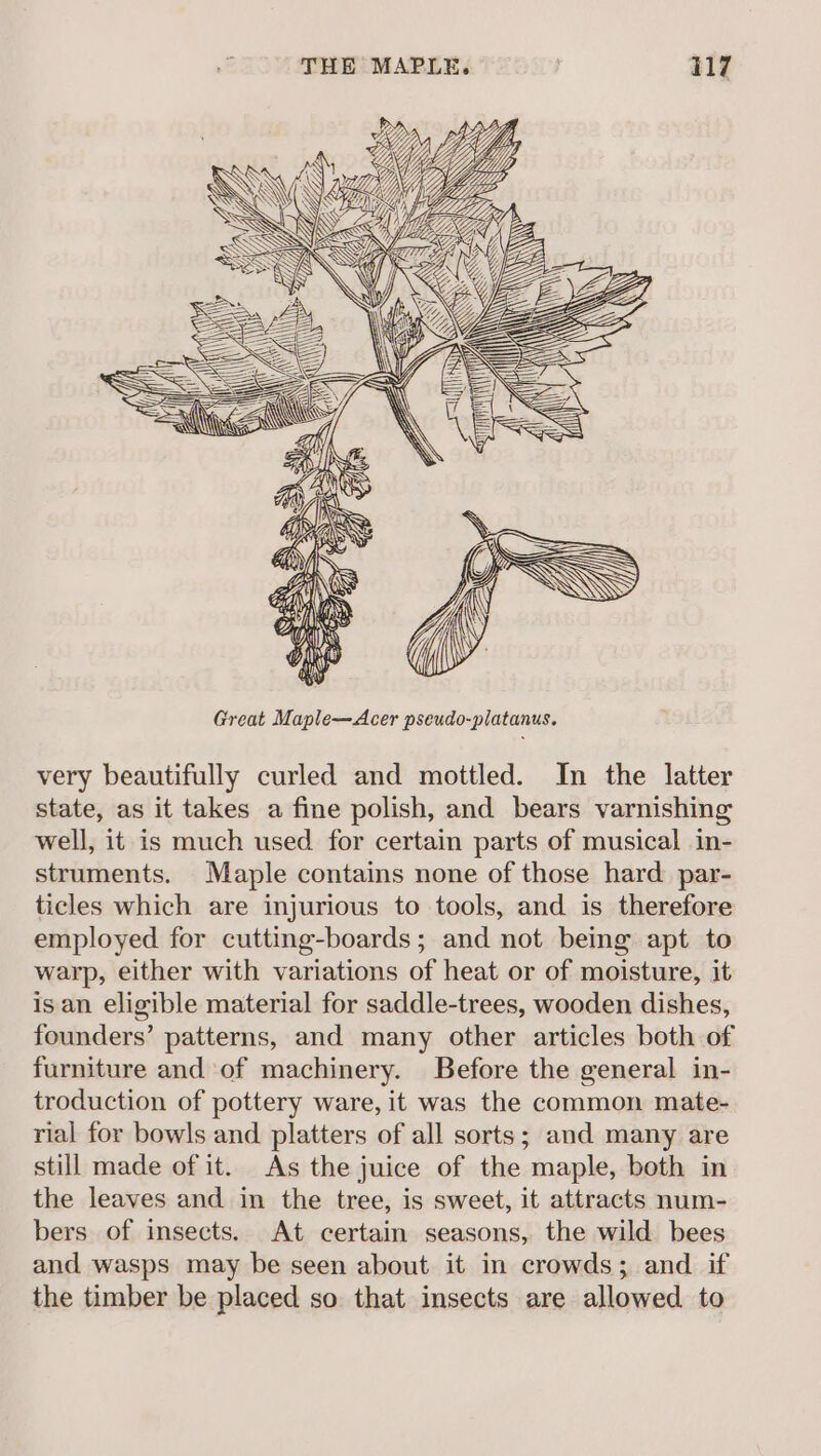 very beautifully curled and mottled. In the latter state, as it takes a fine polish, and bears varnishing well, it is much used for certain parts of musical in- struments. Maple contains none of those hard. par- ticles which are injurious to tools, and is therefore employed for cutting-boards; and not being apt to warp, either with variations of heat or of moisture, it is an eligible material for saddle-trees, wooden dishes, founders’ patterns, and many other articles both of furniture and of machinery. Before the general in- troduction of pottery ware, it was the common mate- rial for bowls and platters of all sorts; and many are still made of it. As the juice of the maple, both in the leaves and in the tree, is sweet, it attracts num- bers of insects. At certain seasons, the wild bees and wasps may be seen about it in crowds; and if the timber be placed so that insects are allowed to