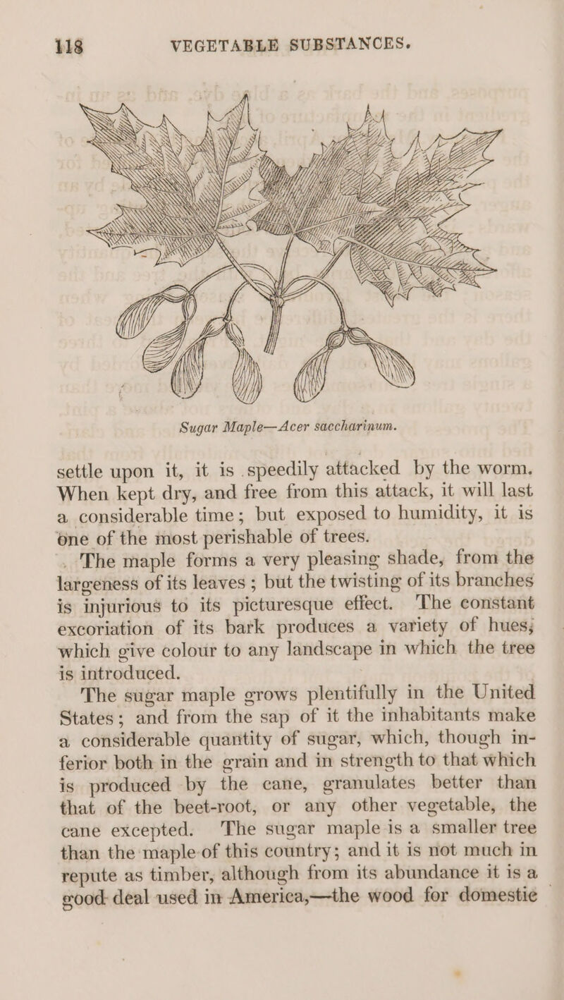 settle upon it, it is speedily attacked by the worm. When kept dry, and free from this attack, it will last a considerable time; but exposed to humidity, it is one of the most perishable of trees. _ The maple forms a very pleasing shade, from the largeness of its leaves ; but the twisting of its branches is injurious to its picturesque effect. The constant excoriation of its bark produces a variety of hues; which give colour to any landscape in which the tree is introduced. The sugar maple grows plentifully in the United States; and from the sap of it the inhabitants make a considerable quantity of sugar, which, though in- ferior both in the grain and in strength to that which is produced by the cane, granulates better than that of the beet-root, or any other vegetable, the cane excepted. The sugar maple is a smaller tree than the maple of this country; and it is not much in repute as timber, although from its abundance it is a eood deal used in America,—the wood for domesti¢e