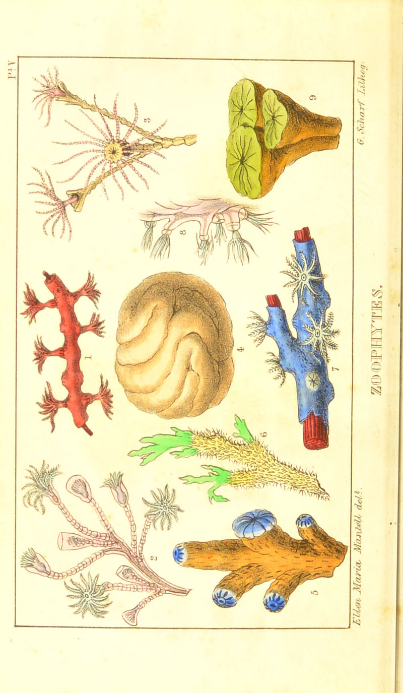 EUen Maria, McuUeU del,*. G, Scharf lilhog, ZOOPHYTES.