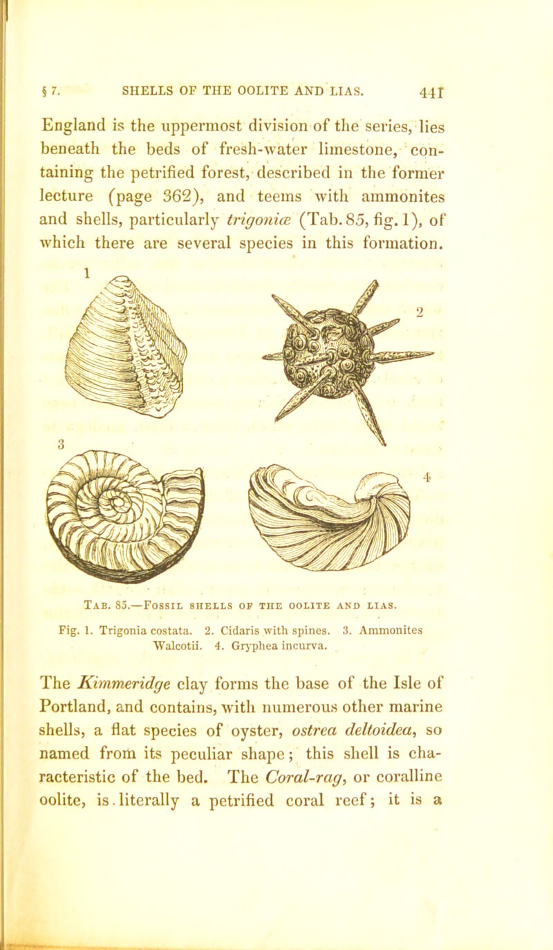England is the uppermost division of the series, lies beneath the beds of fresh-water limestone, con- taining the petrified forest, described in the former lecture (page 362), and teems with ammonites and shells, particularly trigonice (Tab. 85, fig. 1), of which there are several species in this formation. Tab. 85.—Fossil shells of the oolite and lias. Fig. 1. Trigonia costata. 2. Cidaris with spines. 3. Ammonites Walcotii. 4. Grypliea incurva. The Kimmeridge clay forms the base of the Isle of Portland, and contains, with numerous other marine shells, a flat species of oyster, ostrea deltoidea, so named from its peculiar shape; this shell is cha- racteristic of the bed. The Coral-rag, or coralline oolite, is. literally a petrified coral reef; it is a