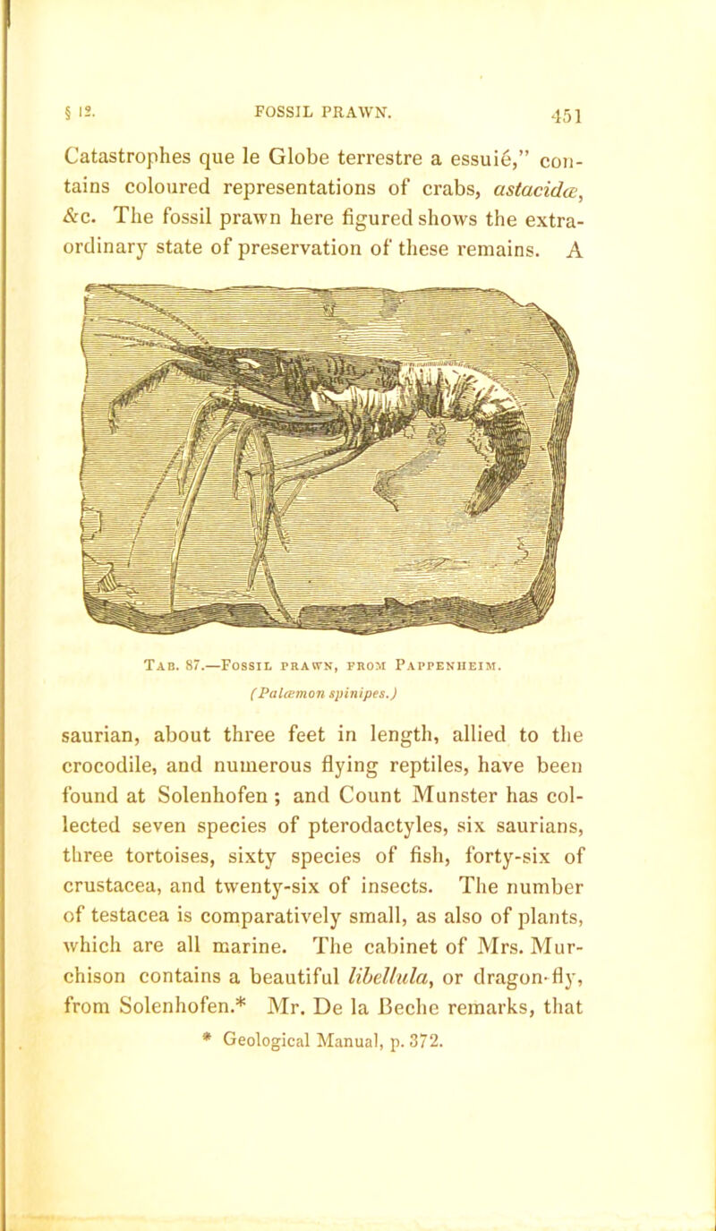 FOSSIL PRAWN. Catastrophes que le Globe terrestre a essuie,” con- tains coloured representations of crabs, astacida, &c. The fossil prawn here figured shows the extra- ordinary state of preservation of these remains. A Tab. 87.—Fossil prawn, from Pappenheim. (Palcemon spinipes.) saurian, about three feet in length, allied to the crocodile, and numerous flying reptiles, have been found at Solenhofen ; and Count Munster has col- lected seven species of pterodactyles, six saurians, three tortoises, sixty species of fish, forty-six of Crustacea, and twenty-six of insects. The number of testacea is comparatively small, as also of plants, which are all marine. The cabinet of Mrs. Mur- chison contains a beautiful libellula, or dragon-fly, from Solenhofen.* Mr. De la Beche remarks, that * Geological Manual, p. 372.