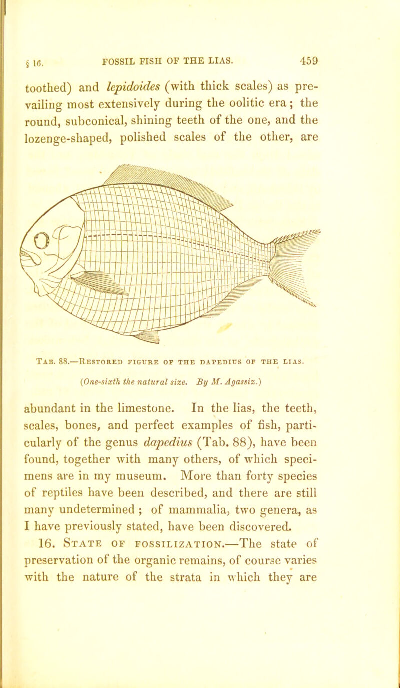 § 16. toothed) and lepidoicles (with thick scales) as pre- vailing most extensively during the oolitic era; the round, subconical, shining teeth of the one, and the lozenge-shaped, polished scales of the other, are Tab. 88.—Restored figure of the dapedius of the lias. (One-sixth the natural size. By M. Agassiz.) abundant in the limestone. In the lias, the teeth, scales, bones, and perfect examples of fish, parti- cularly of the genus dapedius (Tab. 88), have been found, together with many others, of which speci- mens are in my museum. More than forty species of reptiles have been described, and there are still many undetermined ; of mammalia, two genera, as I have previously stated, have been discovered. 16. State of fossilization.—The state of preservation of the organic remains, of course varies with the nature of the strata in which they are
