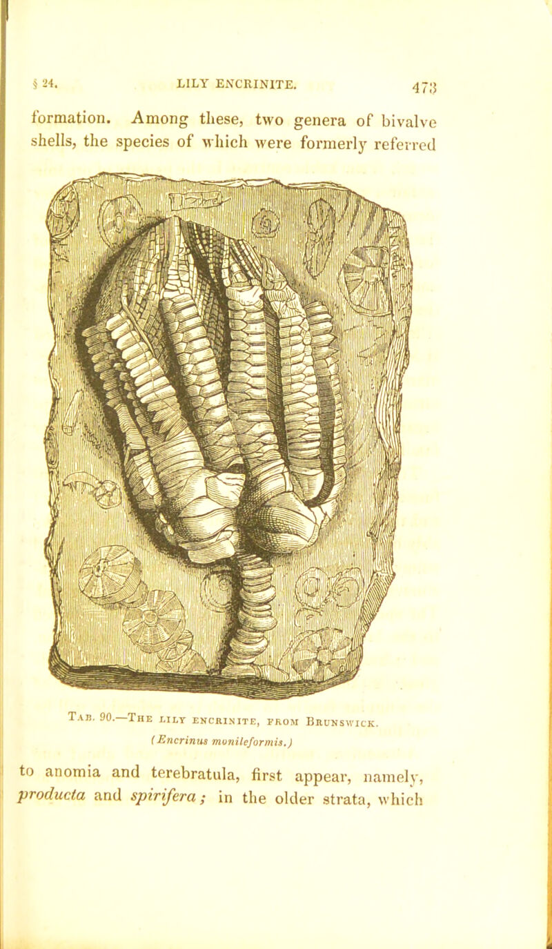 LILY ENCRINITE. § 24. 47!5 formation. Among these, two genera of bivalve shells, the species of which were formerly referred Tab. 90.—The lilt encrinite, from Brunswick. (Encrinus monileformis.) to anomia and terebratula, first appear, namely, proclucla and spirifera; in the older strata, which