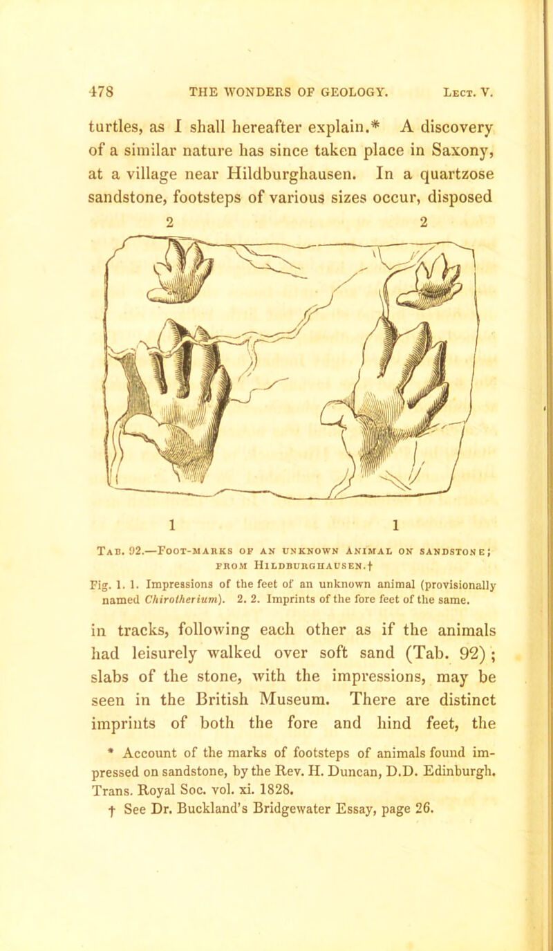 turtles, as I shall hereafter explain.* A discovery of a similar nature has since taken place in Saxony, at a village near Hildburghausen. In a quartzose sandstone, footsteps of various sizes occur, disposed 2 2 1 1 Tab. 92.—Foot-marks op an unknown Animal on sandstone; from Hildburghausen.t Fig. 1.1. Impressions of the feet of an unknown animal (provisionally named Cliirotherium). 2. 2. Imprints of the fore feet of the same. in tracks, following each other as if the animals had leisurely walked over soft sand (Tab. 92) ; slabs of the stone, with the impressions, may be seen in the British Museum. There are distinct imprints of both the fore and hind feet, the * Account of the marks of footsteps of animals found im- pressed on sandstone, by the Rev. H. Duncan, D.D. Edinburgh. Trans. Royal Soc. vol. xi. 1828. ■f See Dr. Buckland’s Bridgewater Essay, page 26.