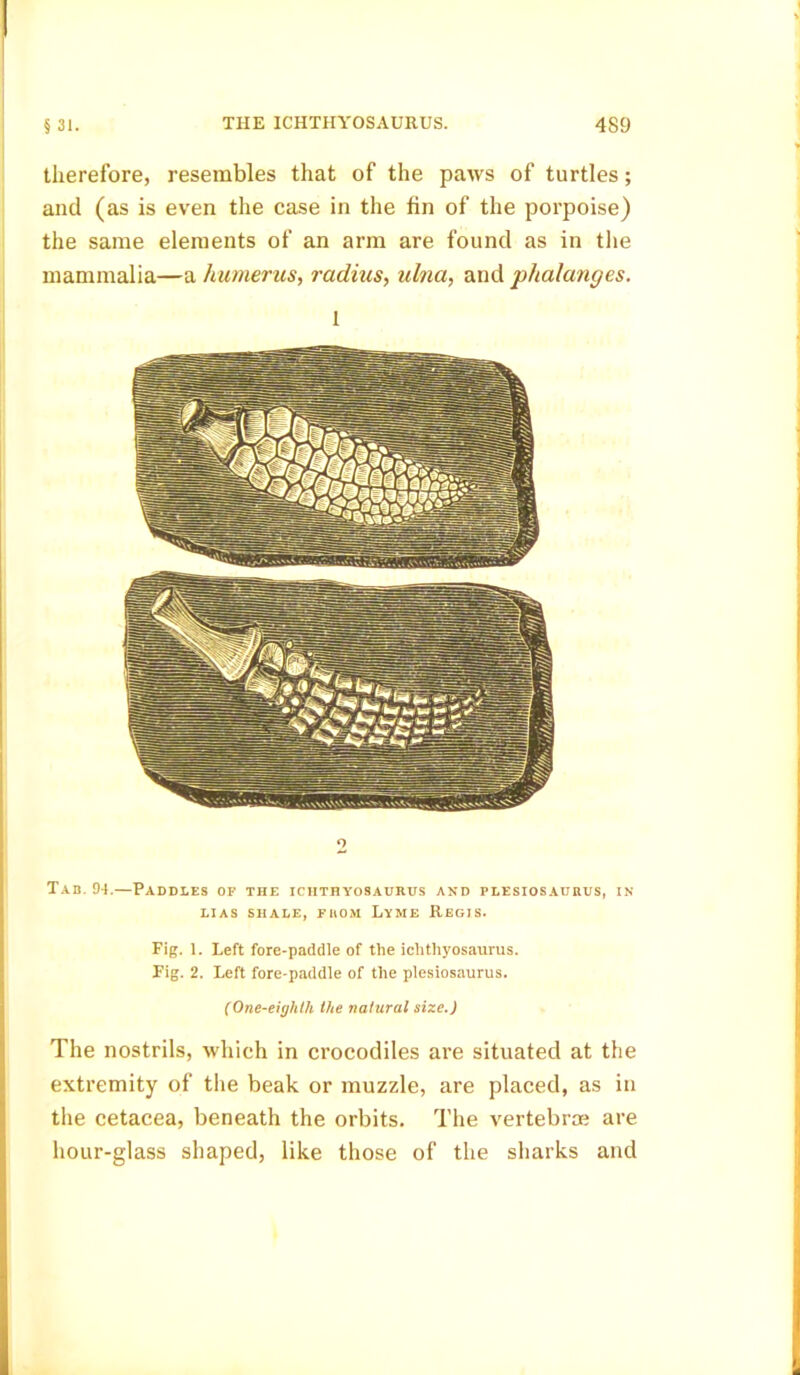 § 31. therefore, resembles that of the paws of turtles; and (as is even the case in the fin of the porpoise) the same elements of an arm are found as in the mammalia—a humerus, radius, ulna, and phalanges. 1 o Tab. 94.—Paddles of the ichthyosaurus and plesiosaurus, in LIAS SHALE, FHOM LyME ReGIS. Fig. 1. Left fore-paddle of the ichthyosaurus. Fig. 2. Left fore-paddle of the plesiosaurus. (One-eighth the natural size.) The nostrils, which in crocodiles are situated at the extremity of the beak or muzzle, are placed, as in the cetacea, beneath the orbits. The vertebral are hour-glass shaped, like those of the sharks and