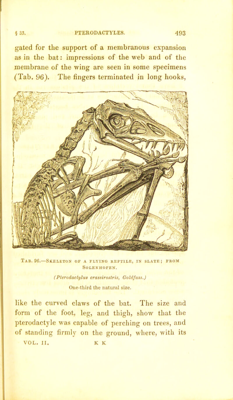 gated for the support of a membranous expansion as in the bat: impressions of the web and of the membrane of the wing are seen in some specimens (Tab. 96). The fingers terminated in long hooks, Tab. 96.—Skeleton of a flying reptile, in slate; from SOLENHOFF.N. (Plerodactylus crassirostris, Goldfuss.) One-third the natural size. like the curved claws of the bat. The size and form of the foot, leg, and thigh, show that the pterodactyle was capable of perching on trees, and of standing firmly on the ground, where, with its VOL. II. K K