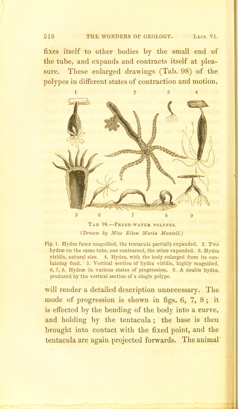 fixes itself to other bodies by the small end of the tube, and expands and contracts itself at plea- sure. These enlarged drawings (Tab. 98) of the polypes in different states of contraction and motion, 5 6 7 8 9 Tab 98.—Fresh-water polypes. (Drawn by Miss Ellen Maria Mantell.) Fig. 1. Hydra fusca magnified, the tentacula partially expanded. 2. Two hydra on the same tube, one contracted, the other expanded. 3. Hydra viridis, natural size. 4. Hydra, with the body enlarged from its con- taining food. 5. Vertical section of hydra viridis, highly magnified. 6, 7, 8. Hydra in various states of progression. 9. A double hydra, produced by the vertical section of a single polype. will render a detailed description unnecessary. The mode of progression is shown in figs. 6, 7, 8 ; it is effected by the bending of the body into a curve, and holding by the tentacula ; the base is then brought into contact with the fixed point, and the tentacula are again projected forwards. The animal