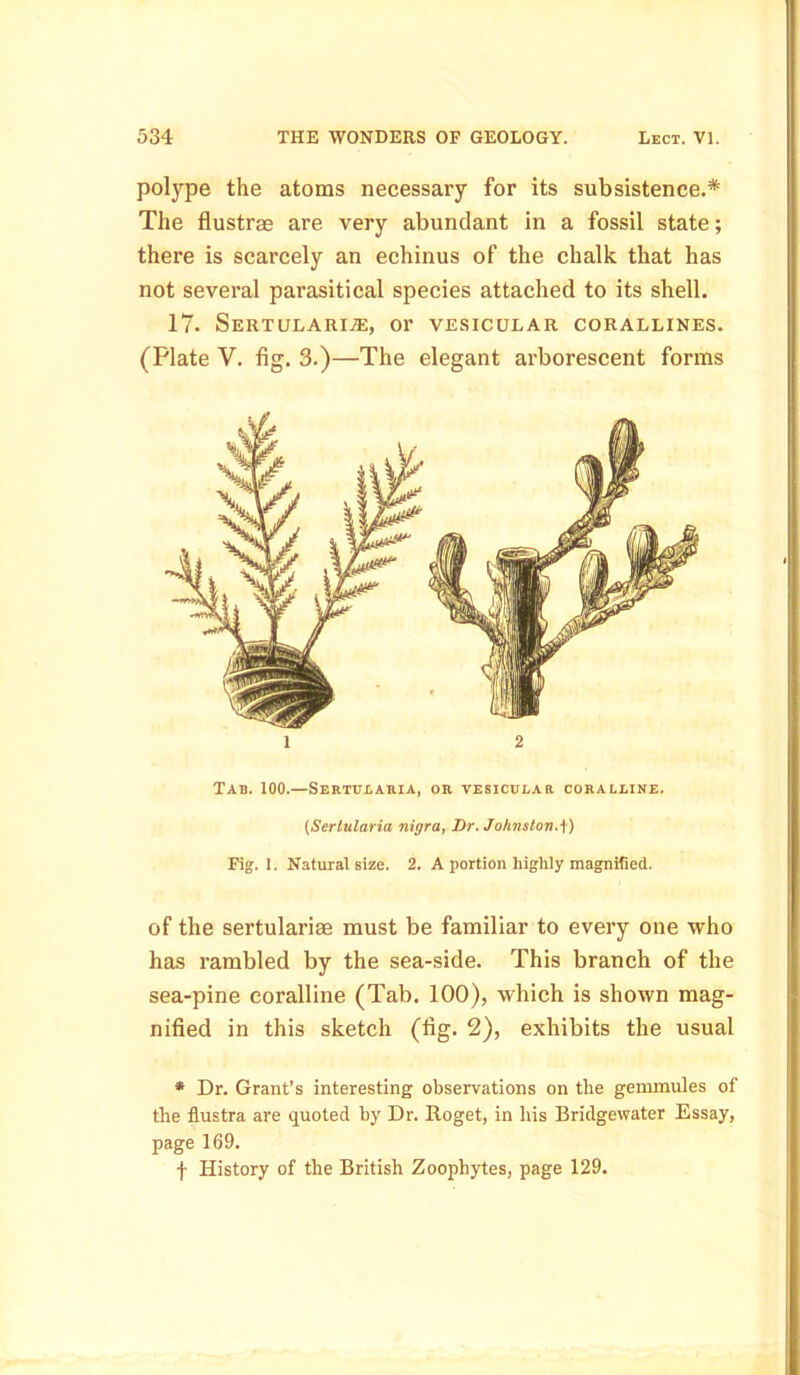 polype the atoms necessary for its subsistence.* The flustras are very abundant in a fossil state; there is scarcely an echinus of the chalk that has not several parasitical species attached to its shell. 17. SertularijE, or vesicular corallines. (Plate V. fig. 3.)—The elegant arborescent forms Tab. 100.—Sertularia, or vesicular coralline. (Serlularia nigra, Dr.Johnston.\) Fig. 1. Natural size. 2. A portion highly magnified. of the sertularise must be familiar to every one who has rambled by the sea-side. This branch of the sea-pine coralline (Tab. 100), which is shown mag- nified in this sketch (fig. 2), exhibits the usual * Dr. Grant’s interesting observations on the gemmules of the flustra are quoted by Dr. Roget, in liis Bridgewater Essay, page 169. f History of the British Zoophytes, page 129.